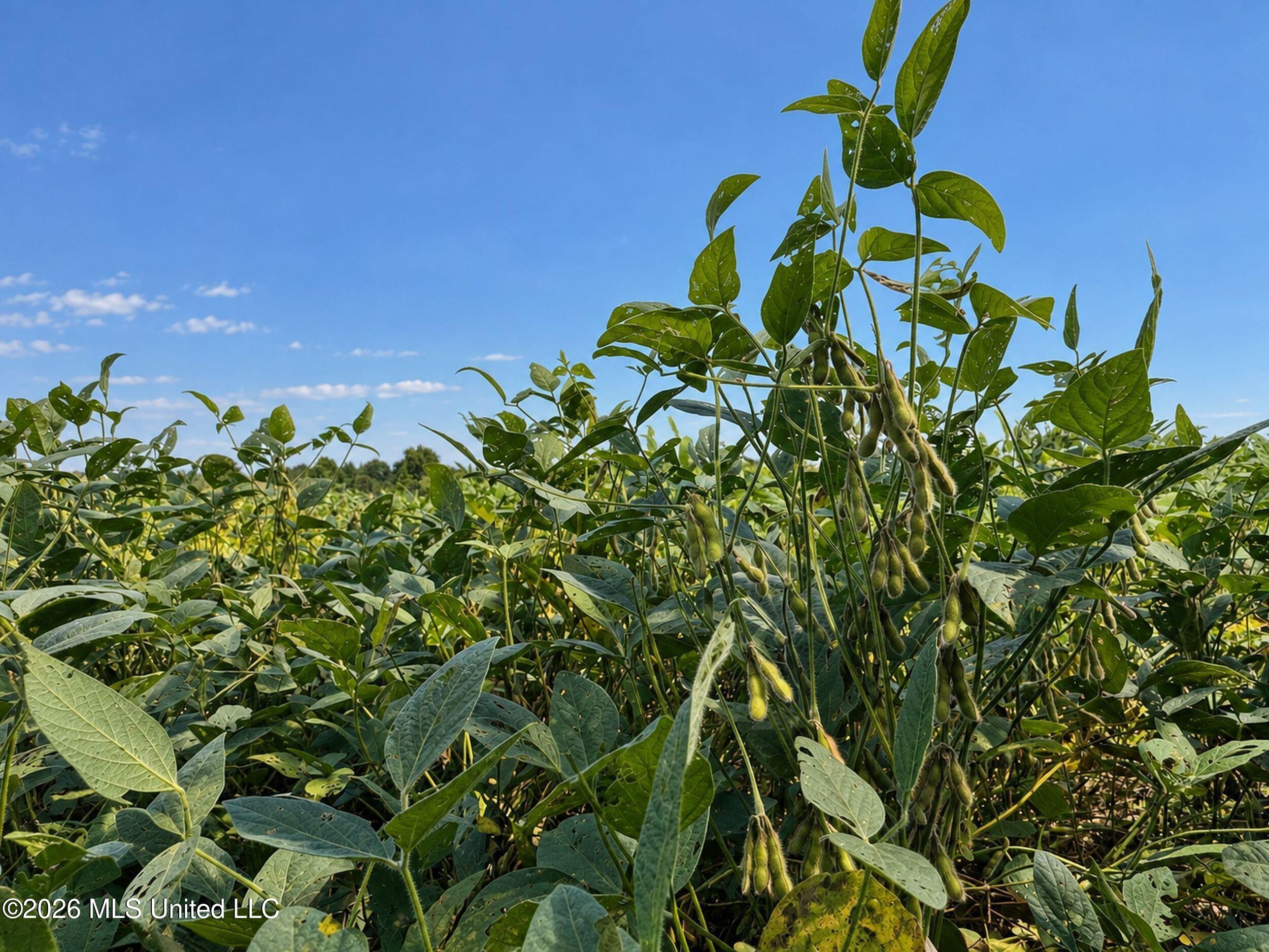 50 Ac Old Panola Road Property Photo 7