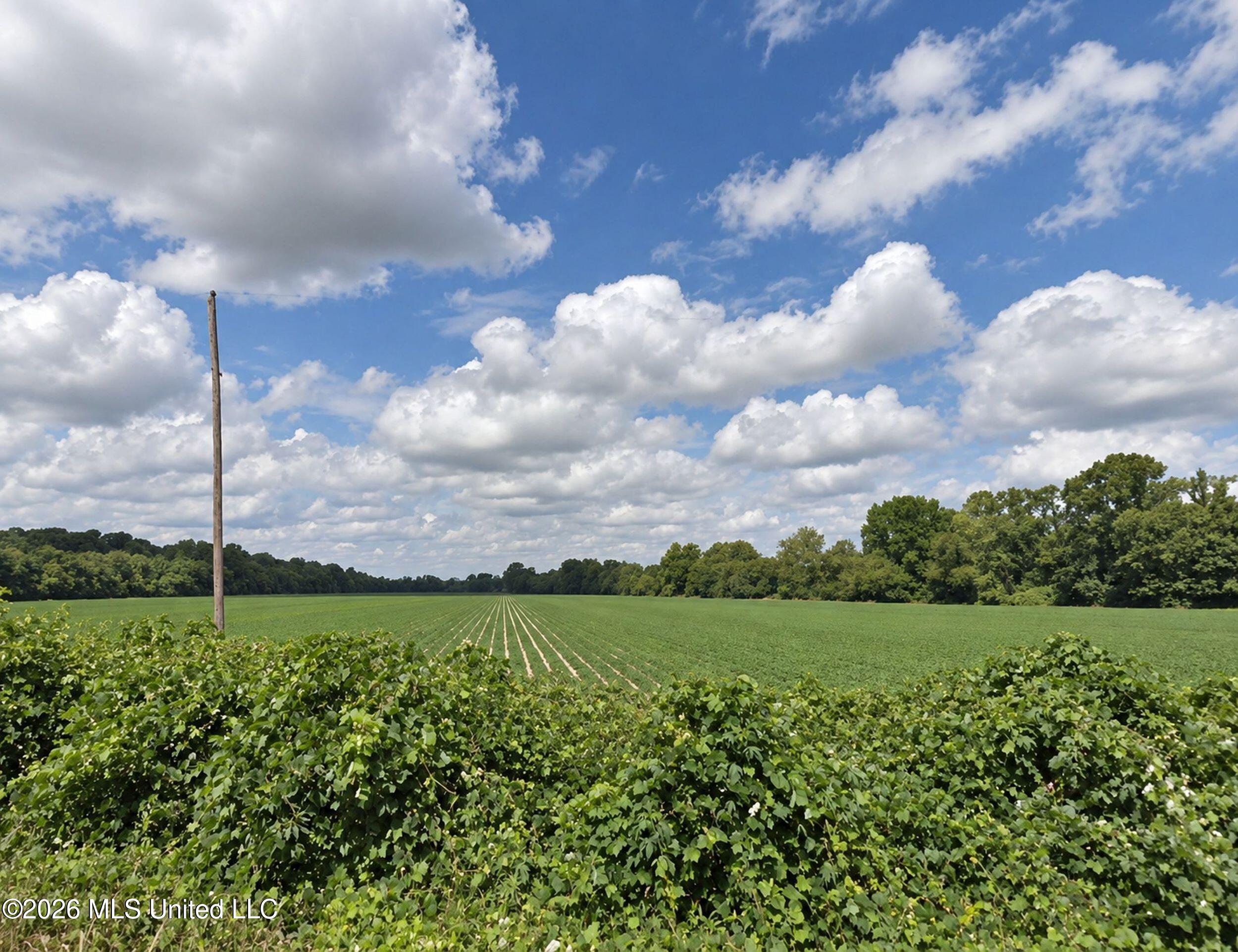 50 Ac Old Panola Road Property Photo 9
