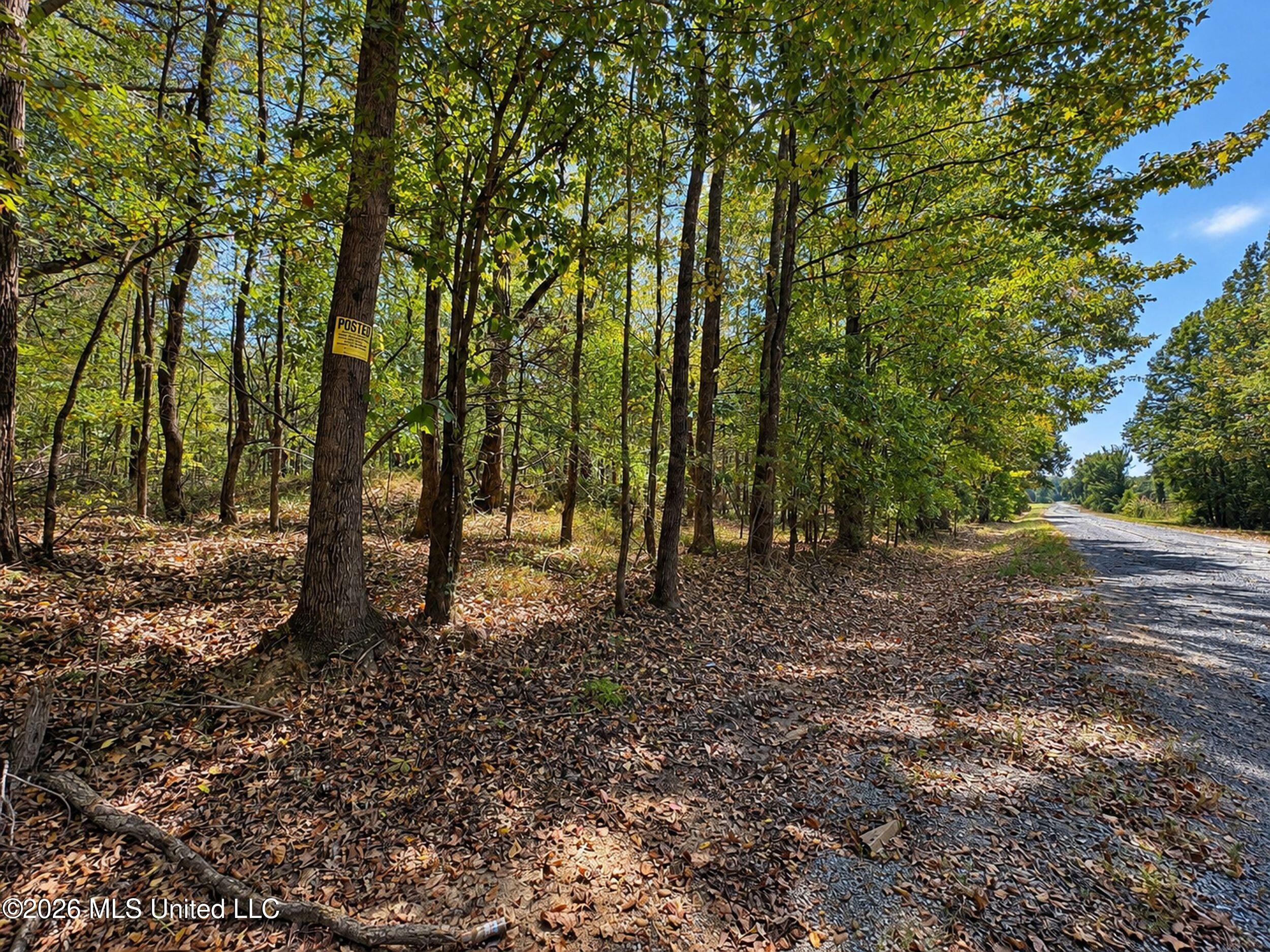 50 Ac Old Panola Road Property Photo 10
