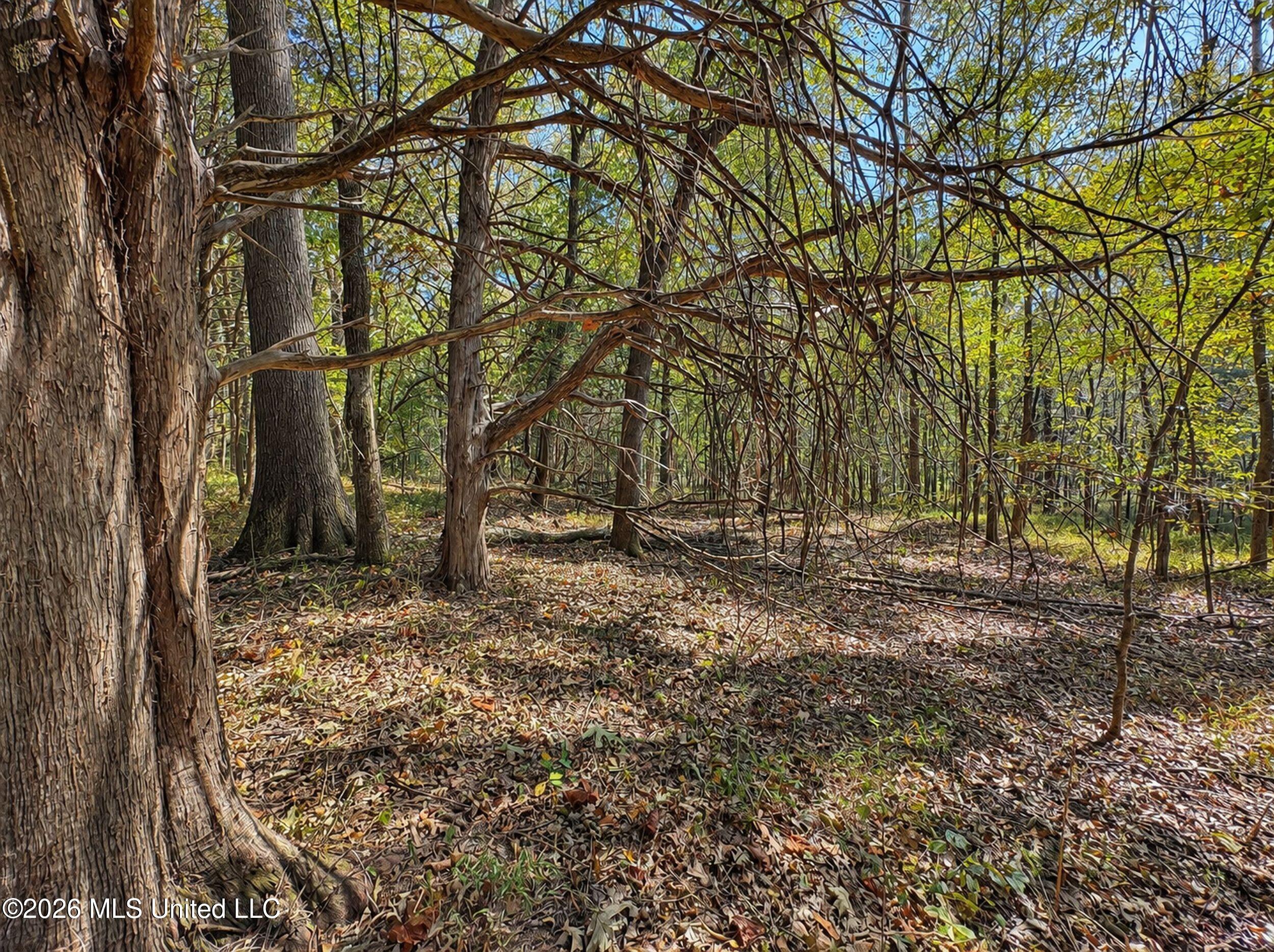 50 Ac Old Panola Road Property Photo 11