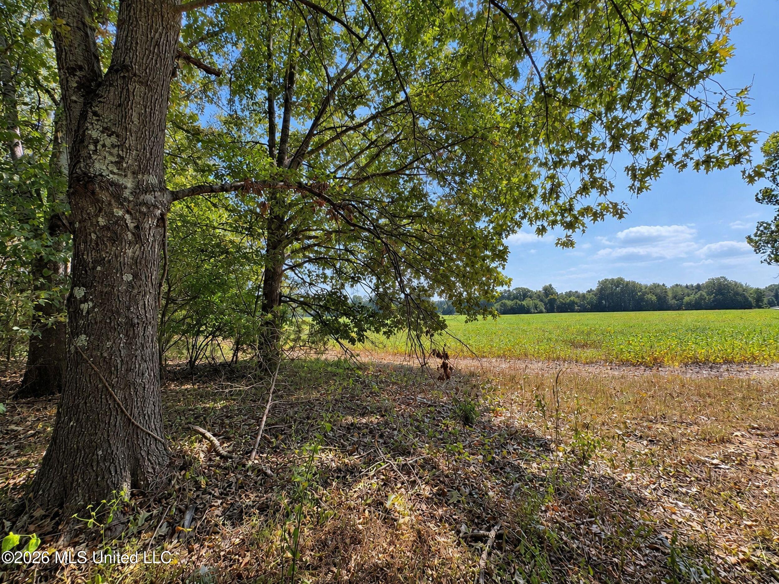 50 Ac Old Panola Road Property Photo 12