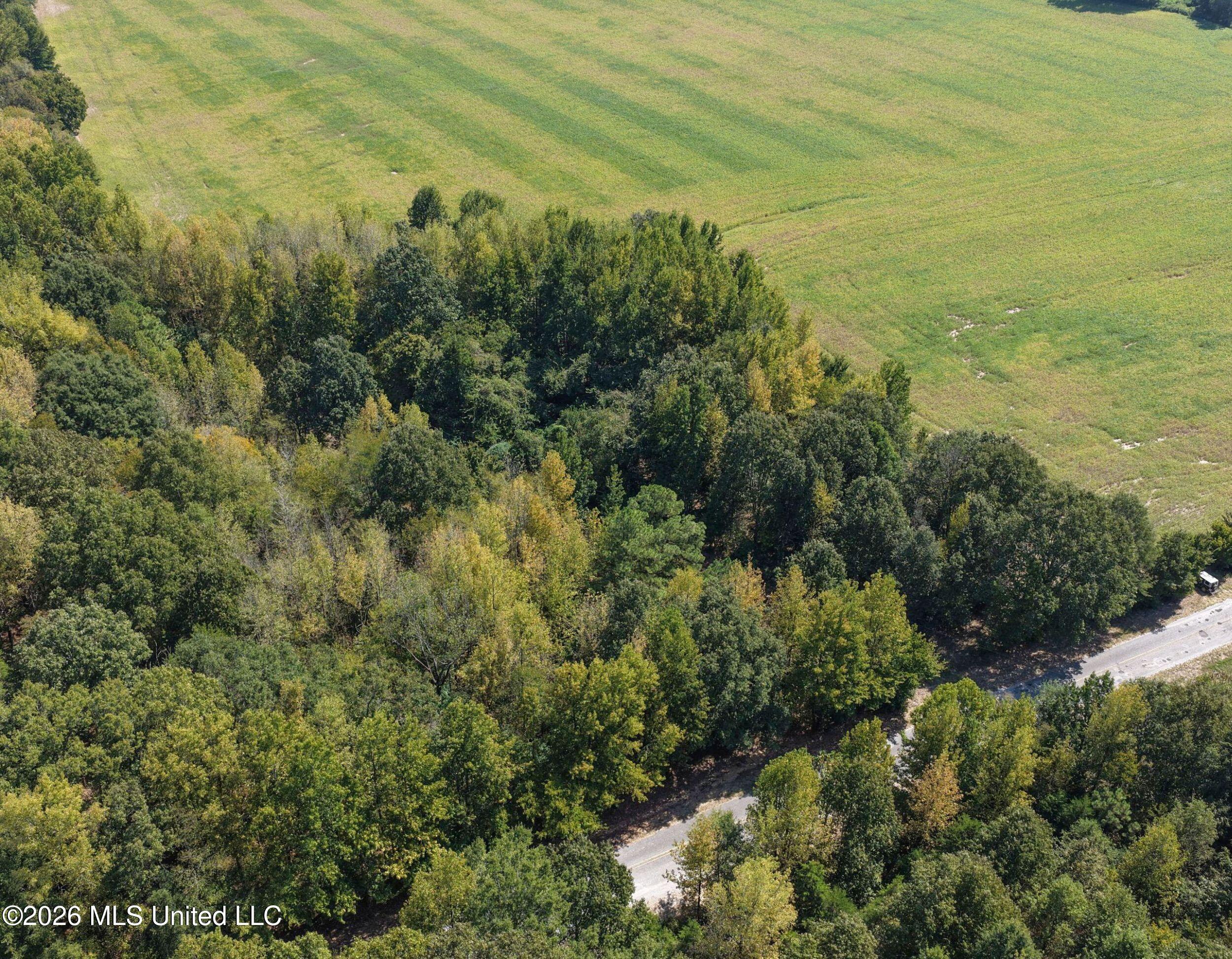 50 Ac Old Panola Road Property Photo 17