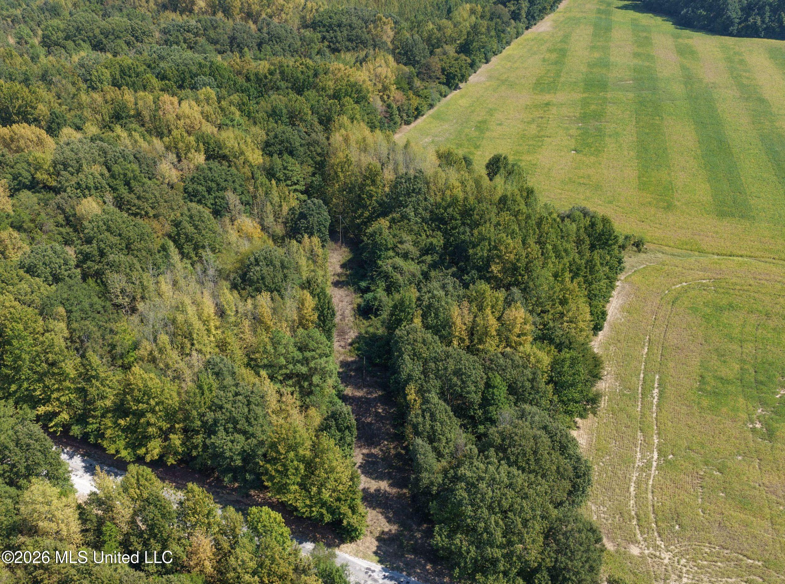 50 Ac Old Panola Road Property Photo 18