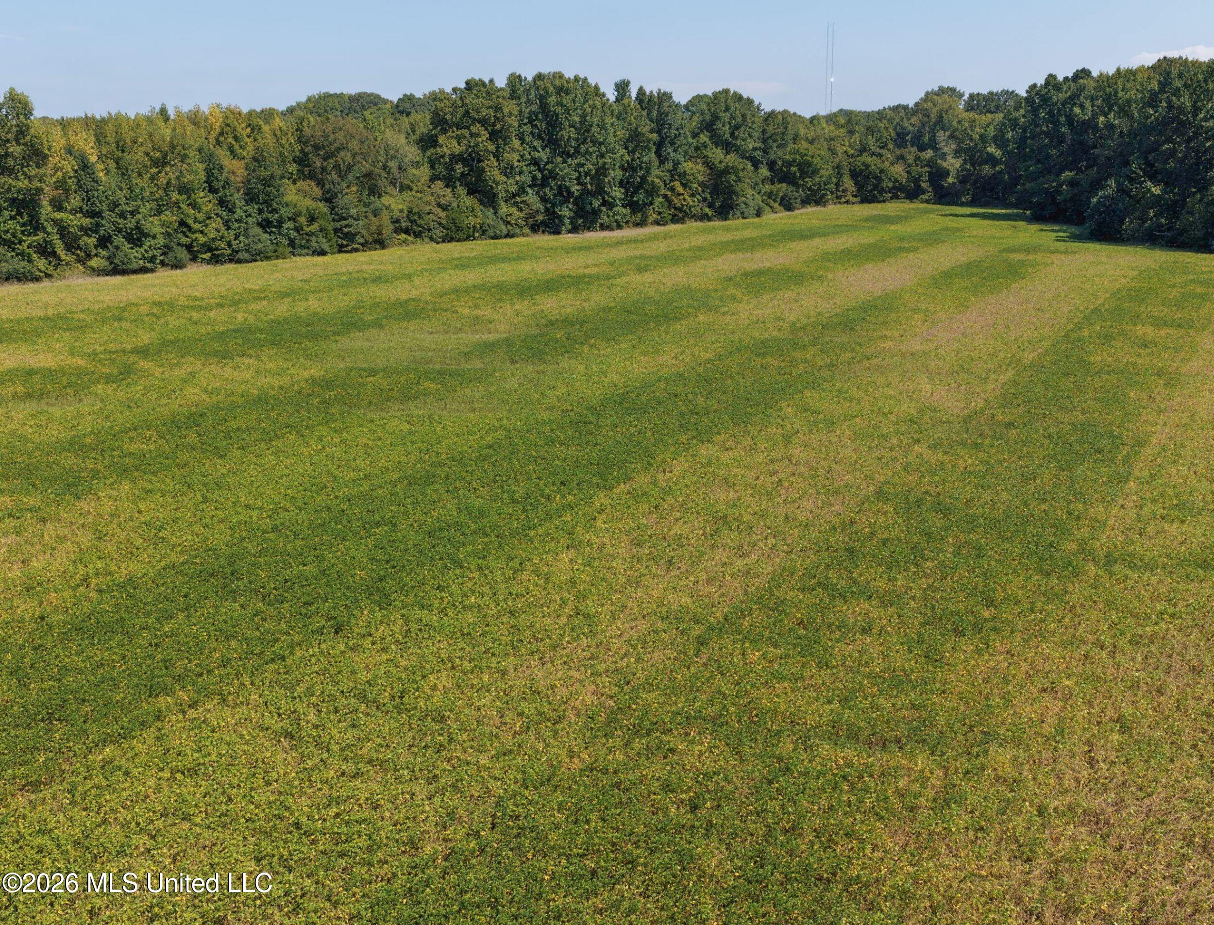 50 Ac Old Panola Road Property Photo 33