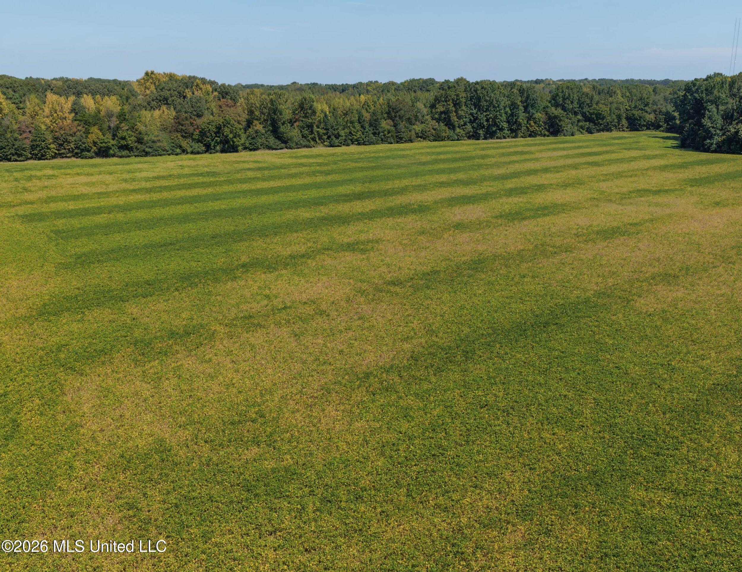 50 Ac Old Panola Road Property Photo 34