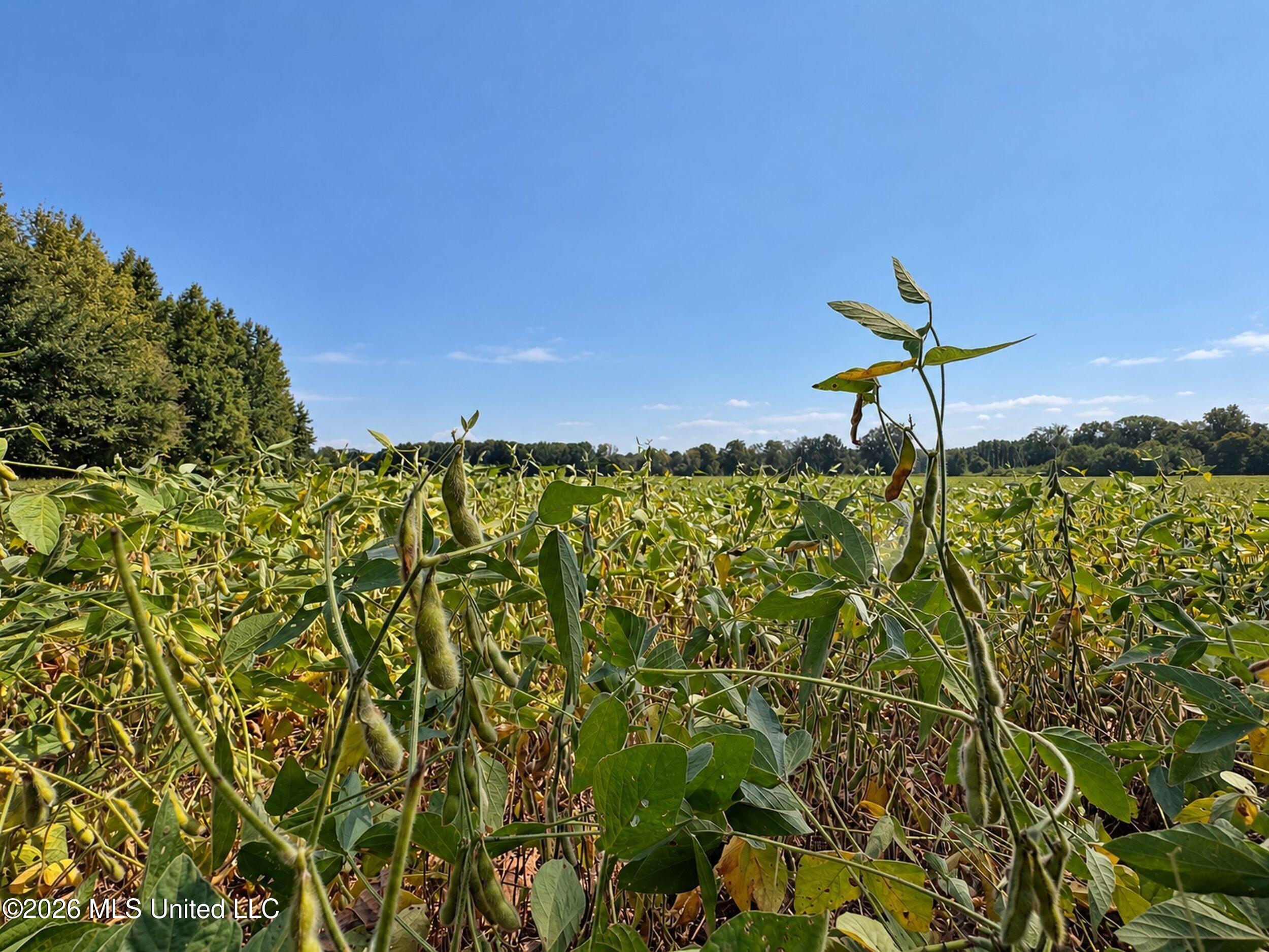 50 Ac Old Panola Road Property Photo 36
