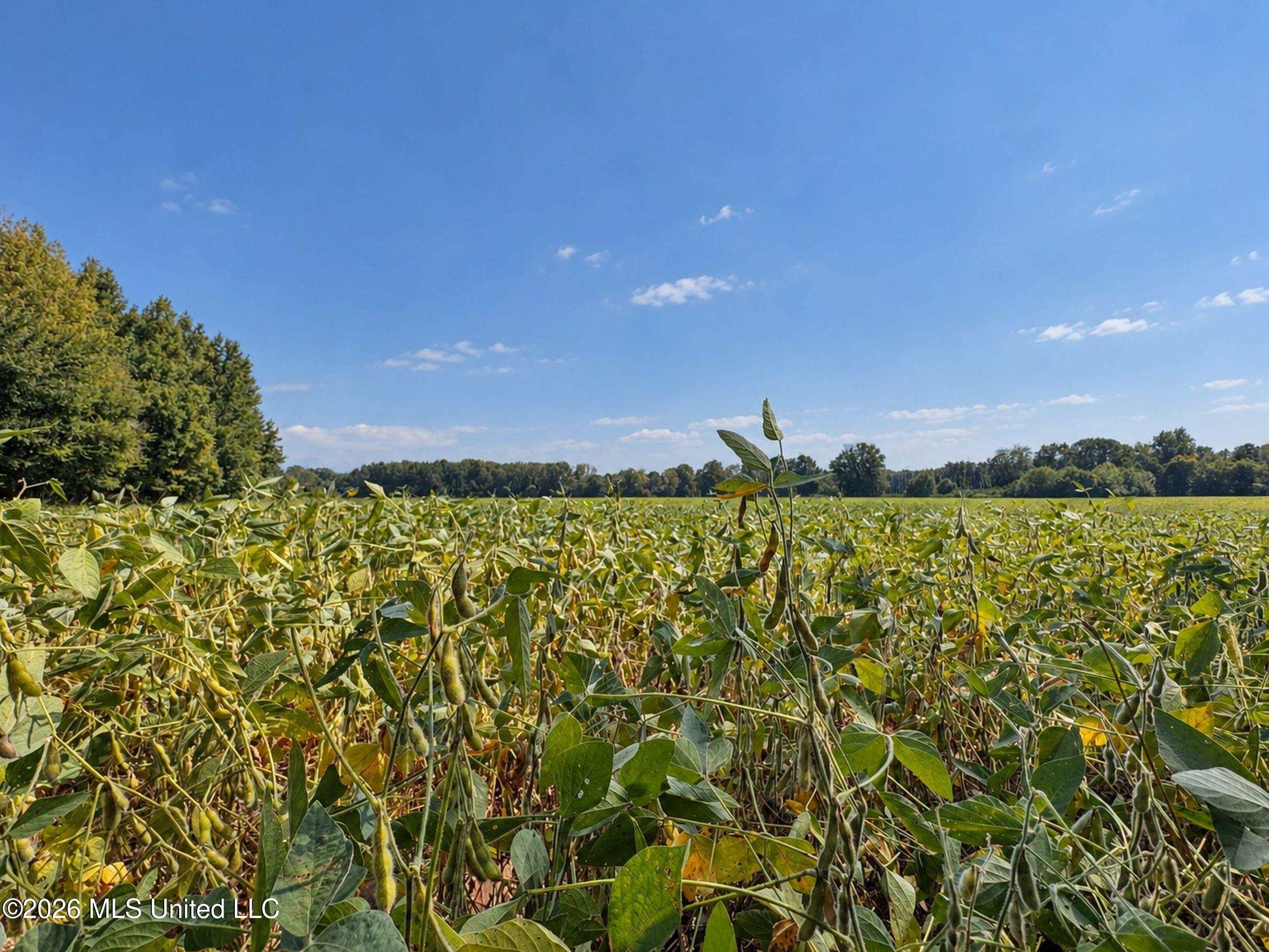 50 Ac Old Panola Road Property Photo 37