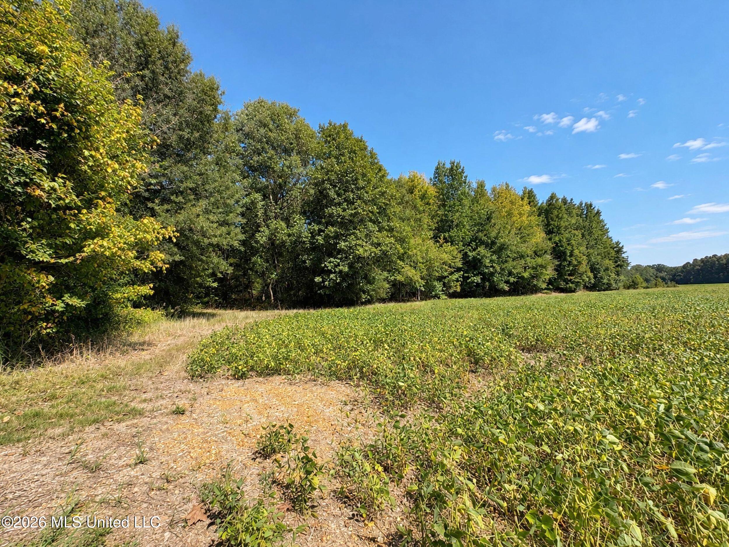 50 Ac Old Panola Road Property Photo 38