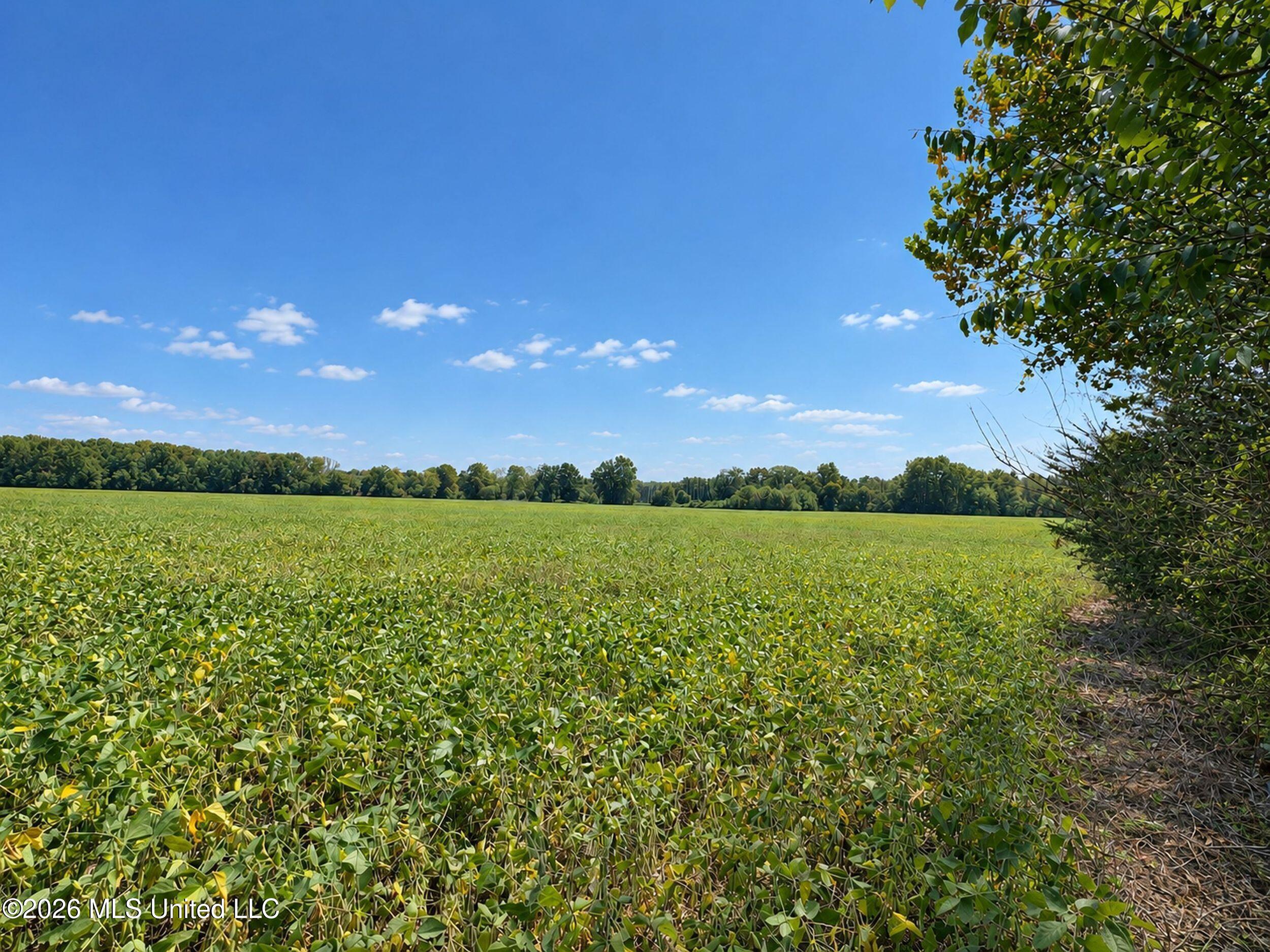 50 Ac Old Panola Road Property Photo 39