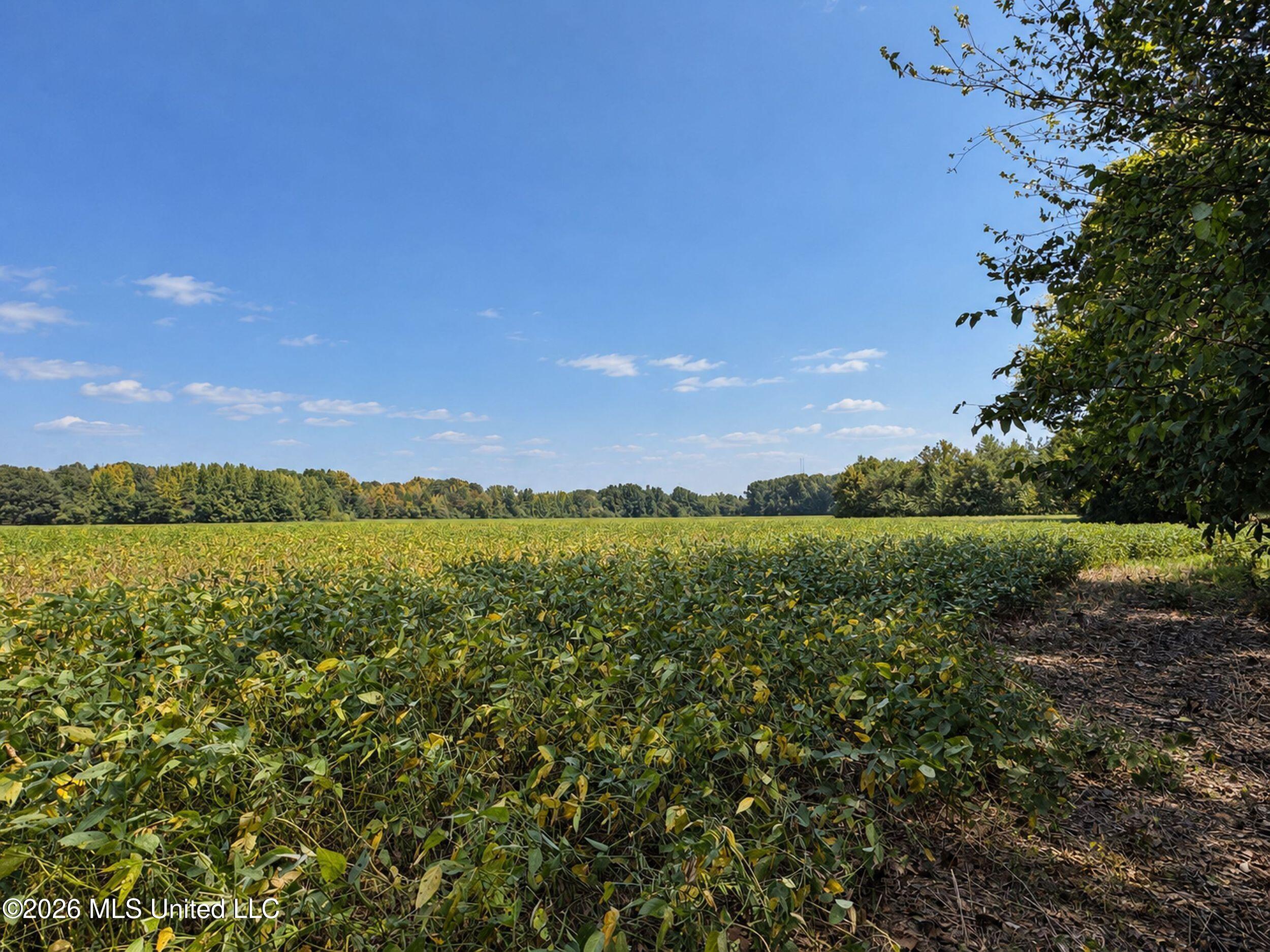 50 Ac Old Panola Road Property Photo 40