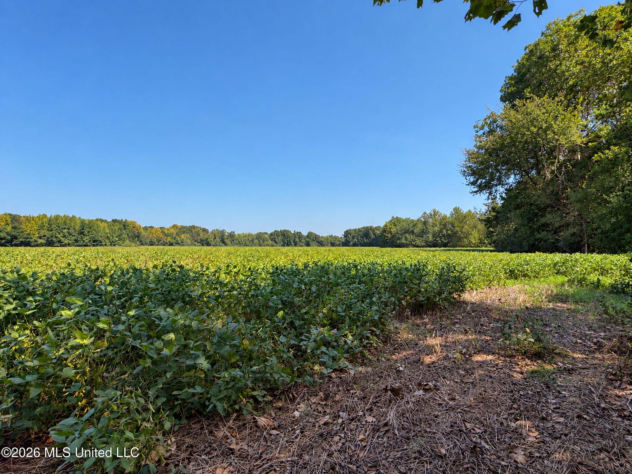 50 Ac Old Panola Road Property Photo 41