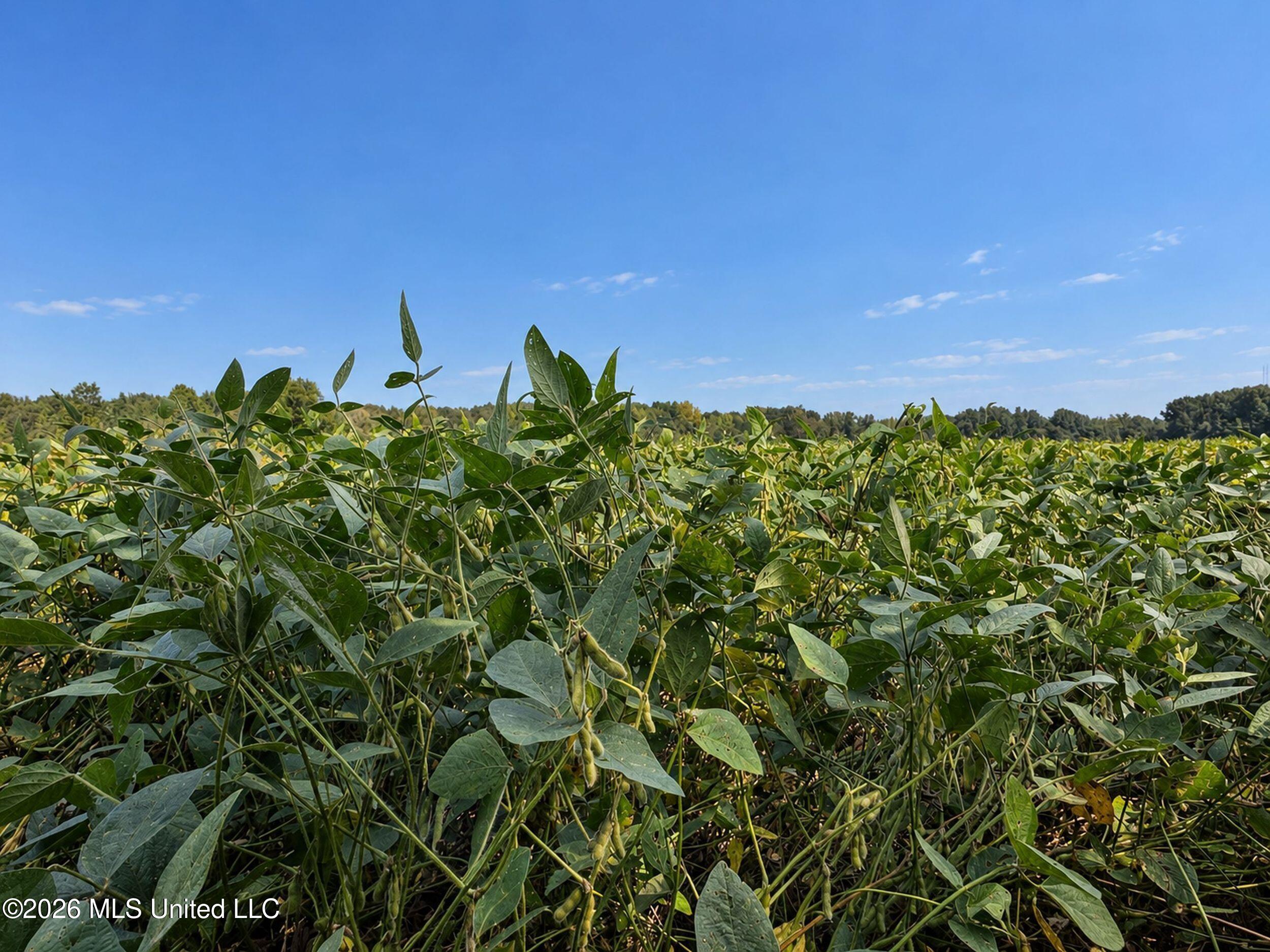 50 Ac Old Panola Road Property Photo 42