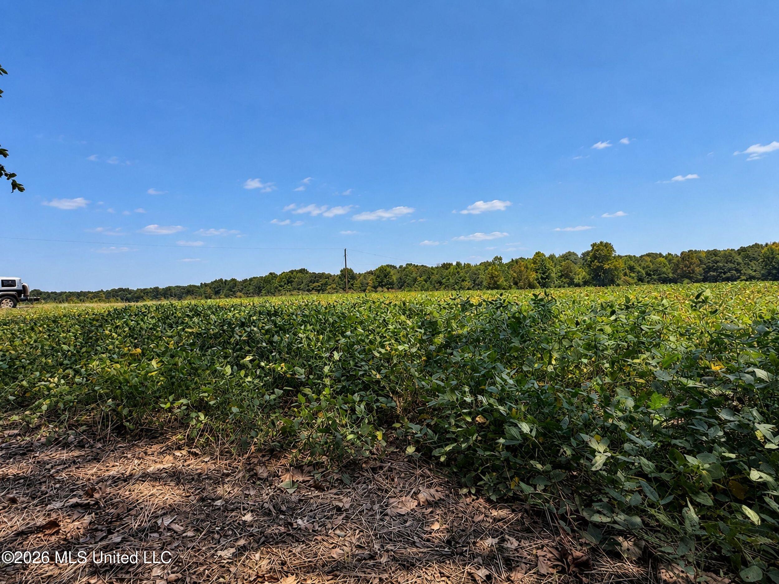 50 Ac Old Panola Road Property Photo 43