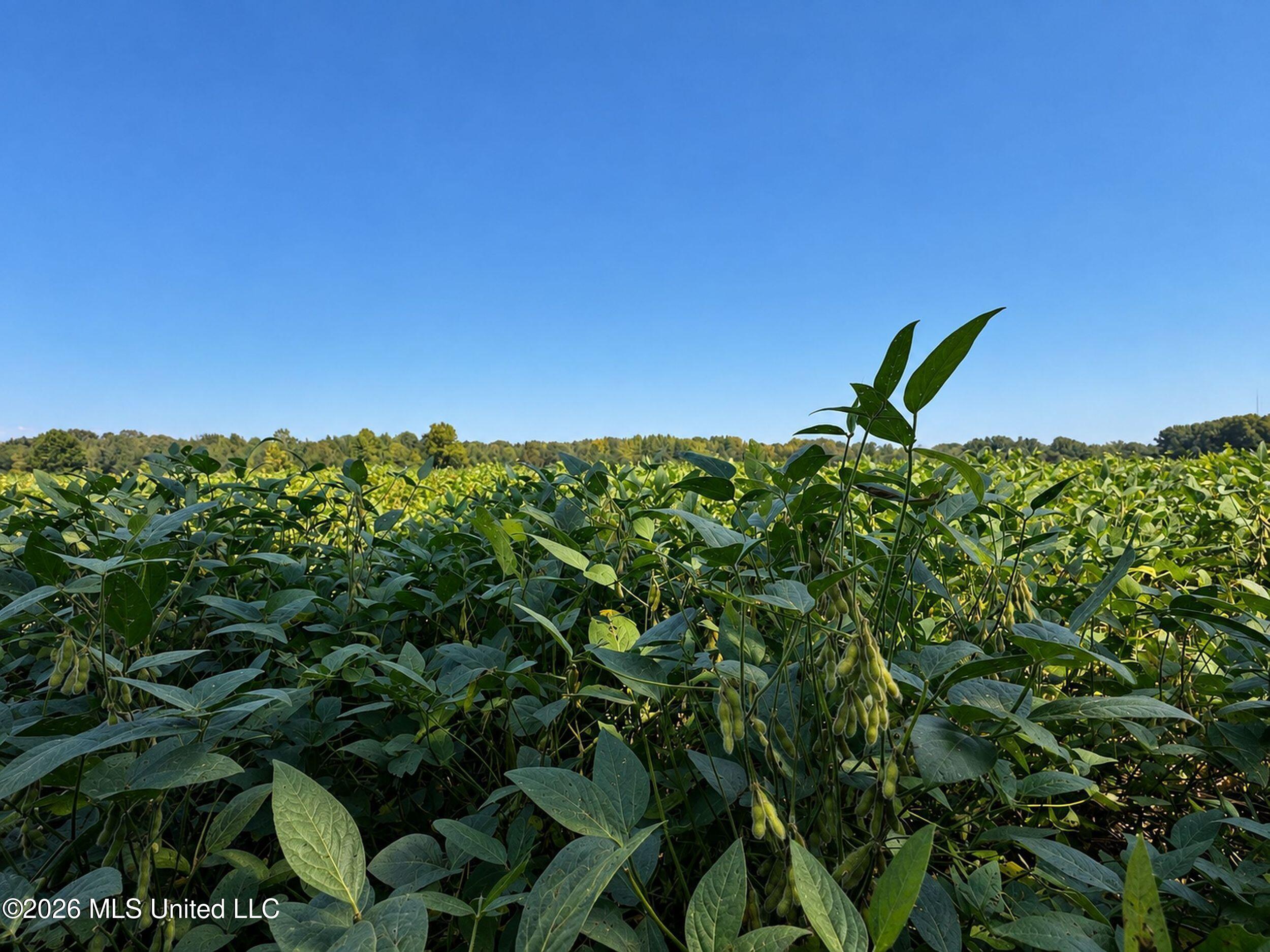 50 Ac Old Panola Road Property Photo 44