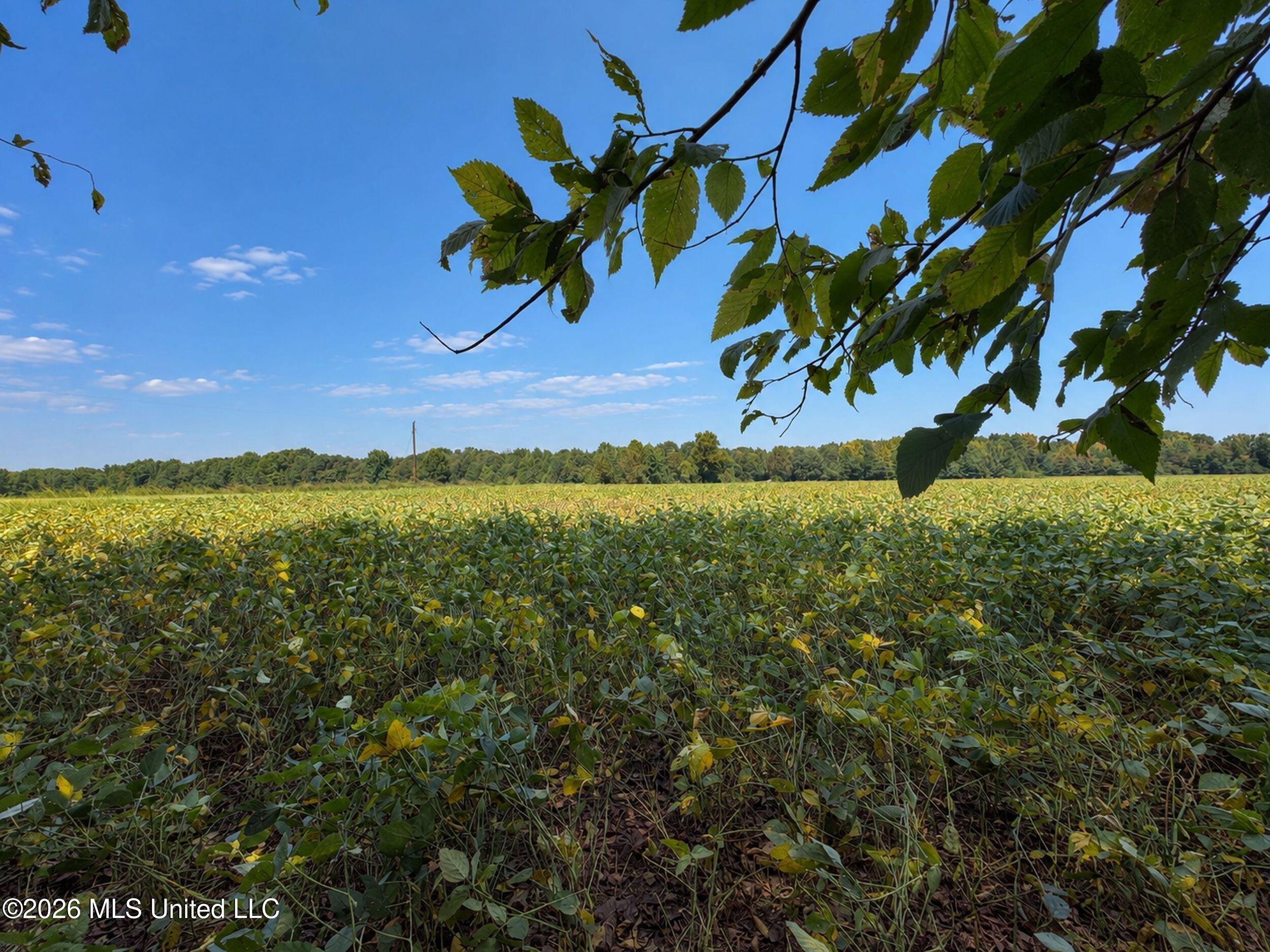 50 Ac Old Panola Road Property Photo 46