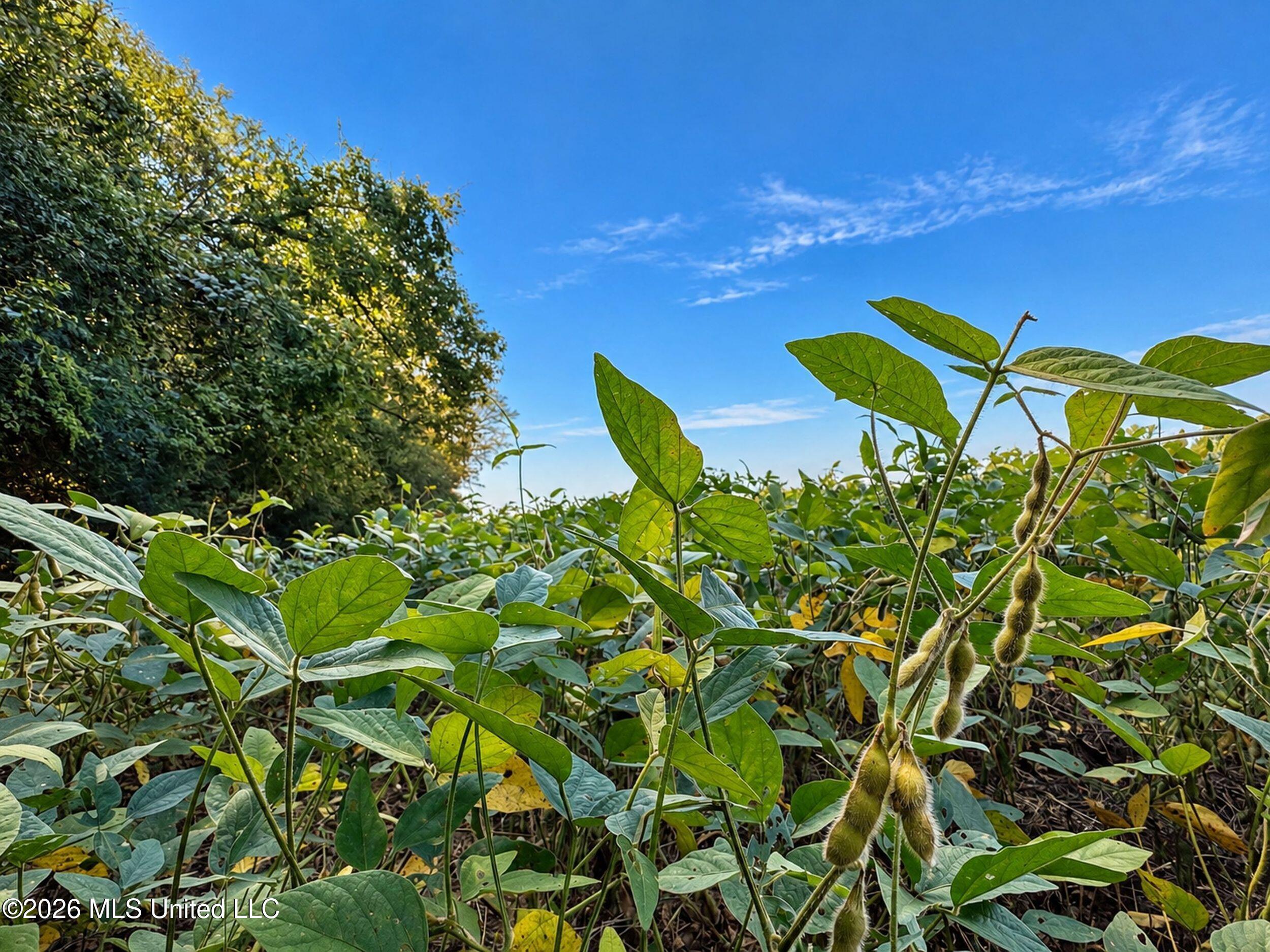 48 Ac Old Panola Property Photo 10
