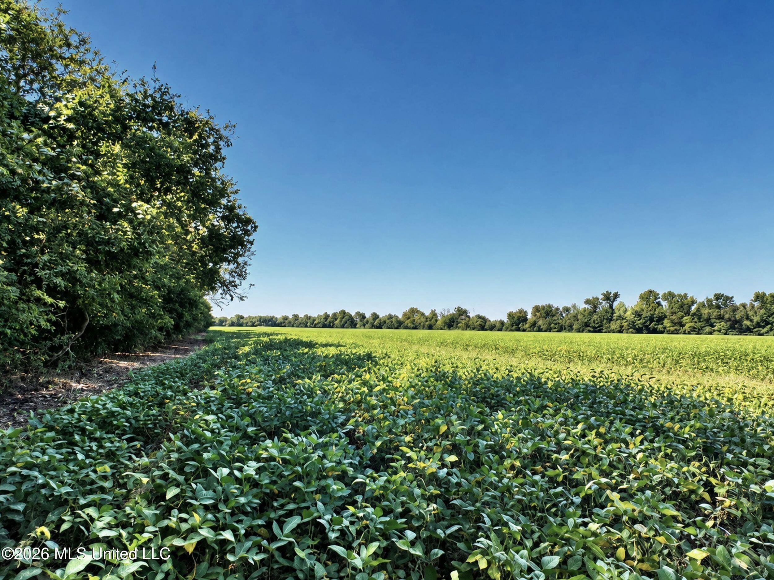 48 Ac Old Panola Property Photo 11