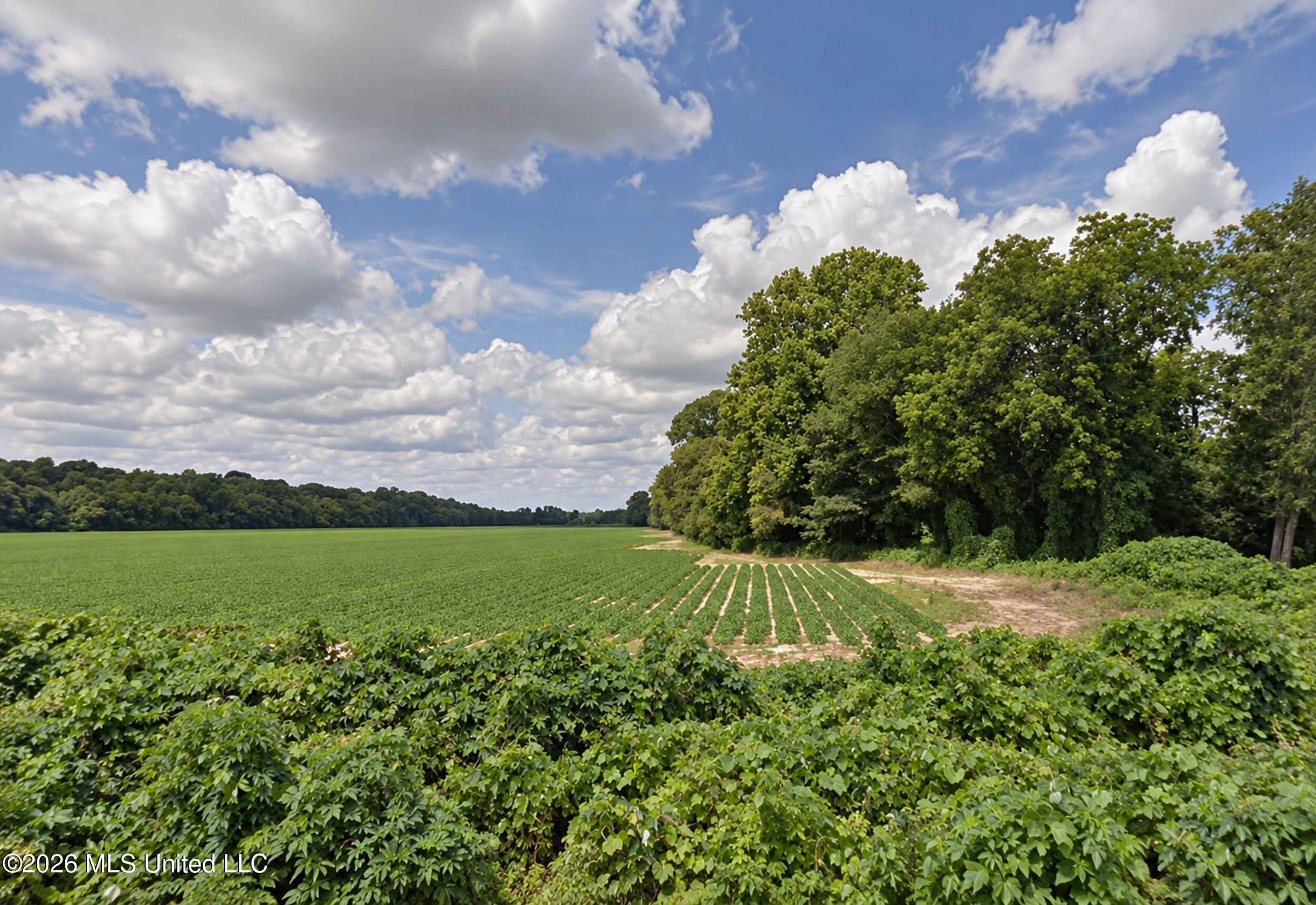 48 Ac Old Panola Property Photo 12