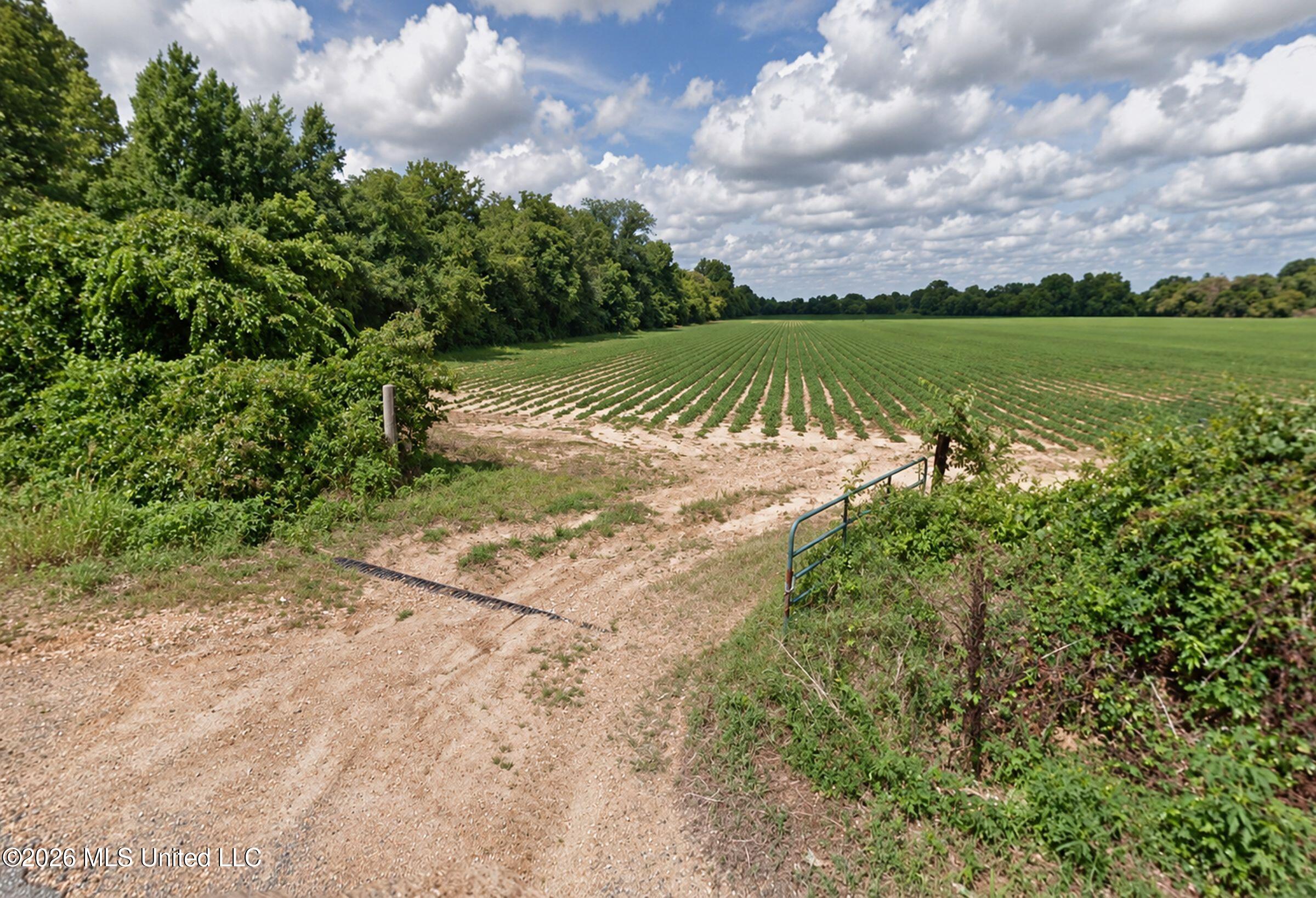 48 Ac Old Panola Property Photo 13