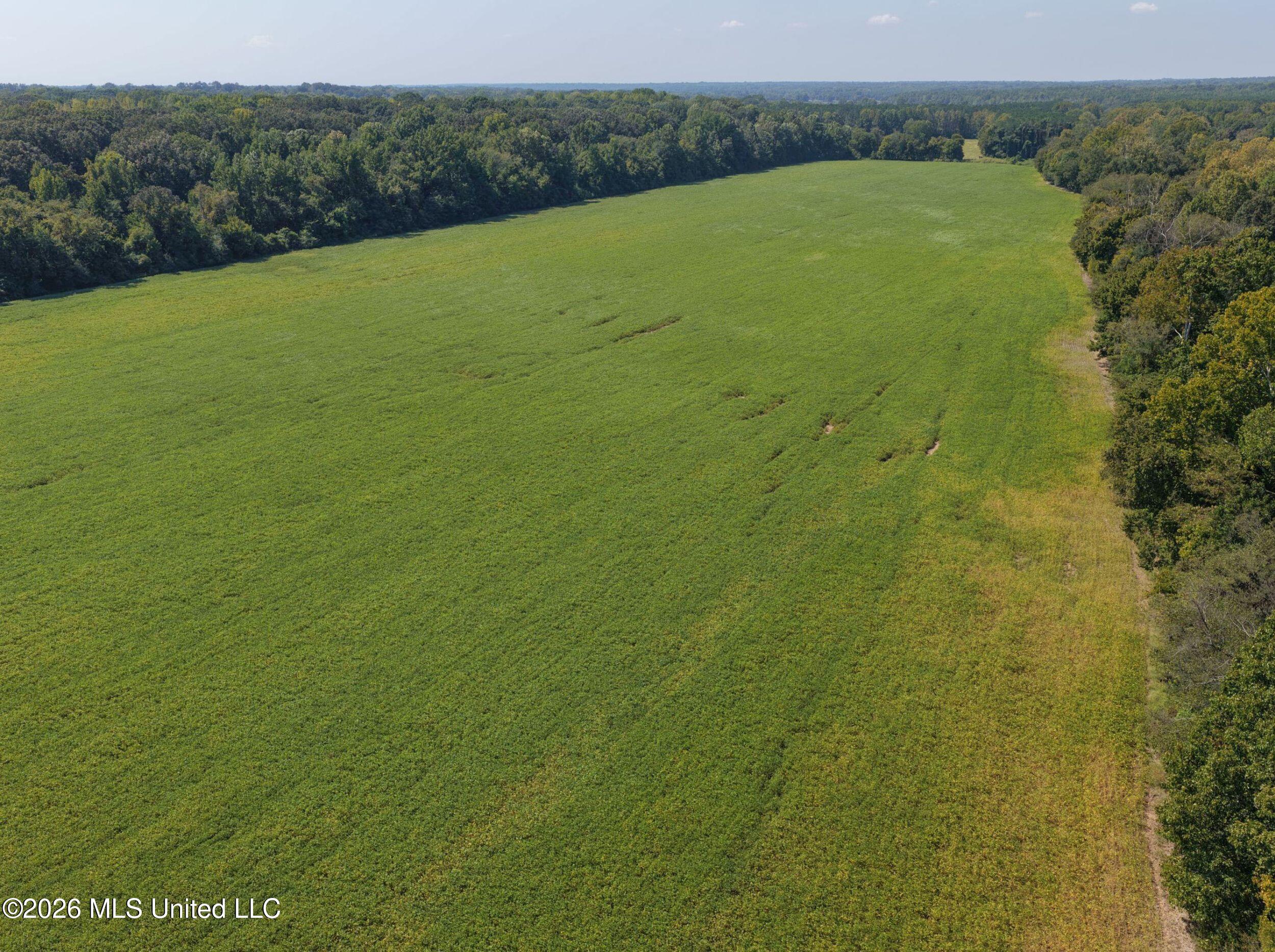 48 Ac Old Panola Property Photo 23