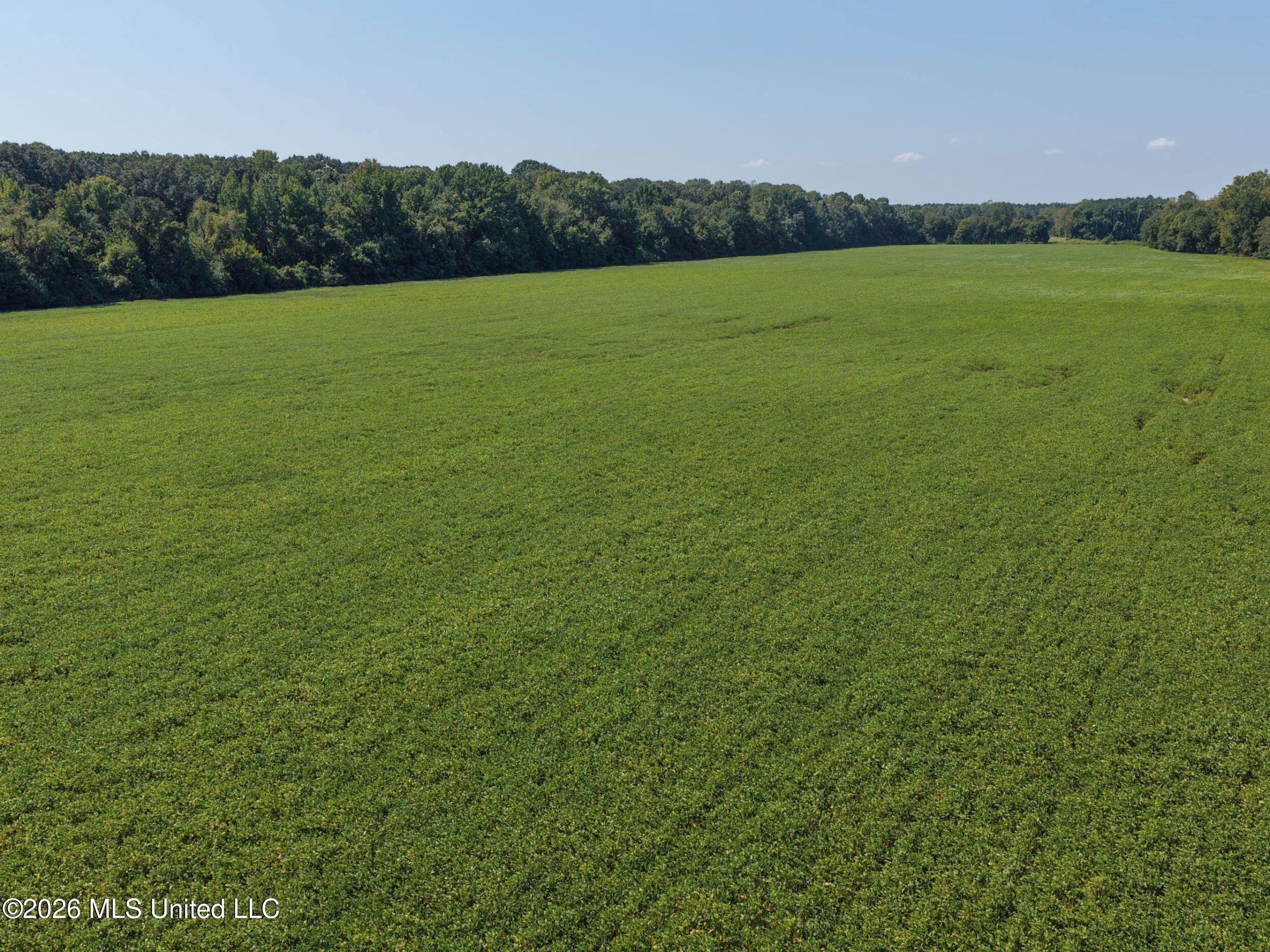 48 Ac Old Panola Property Photo 24