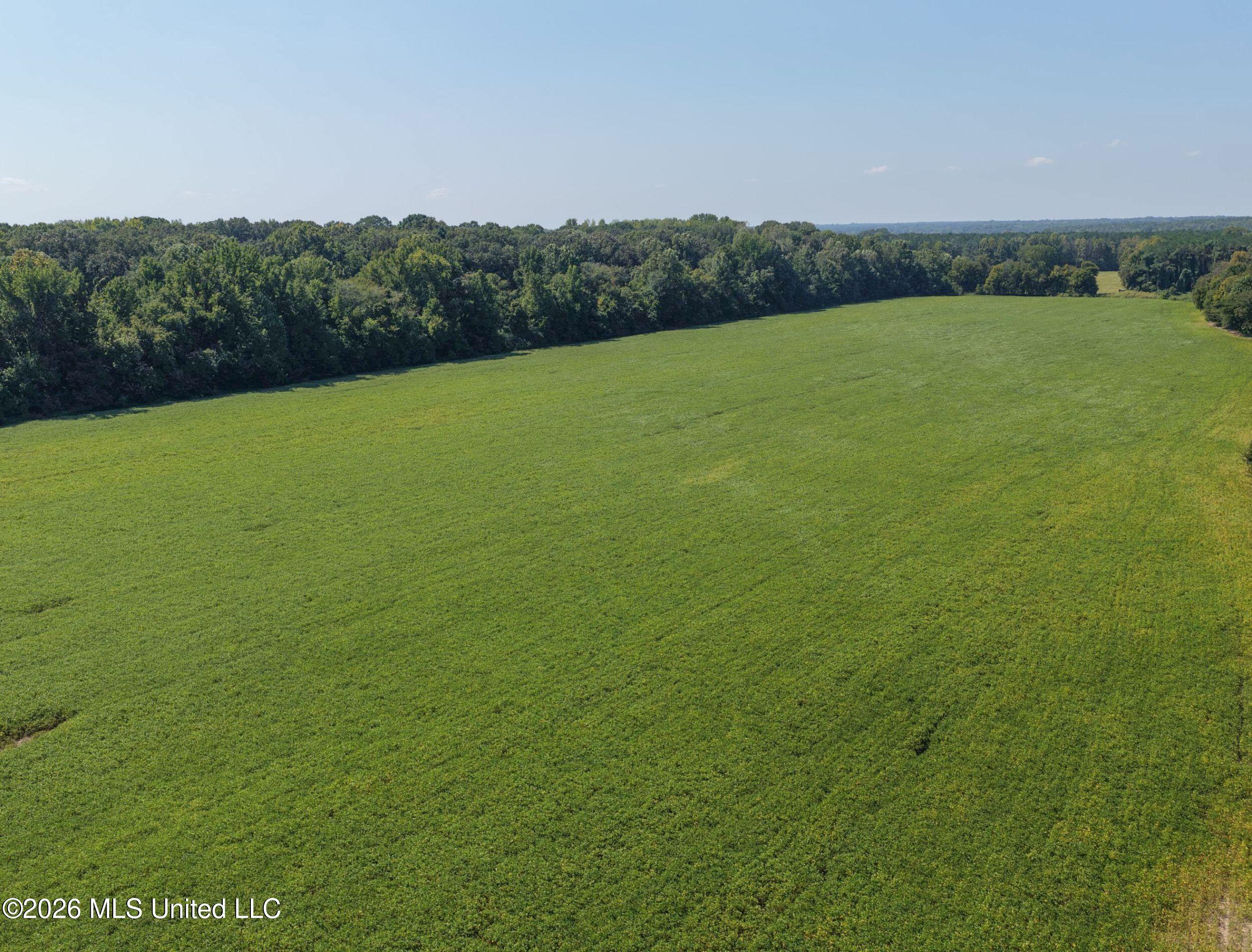 48 Ac Old Panola Property Photo 25