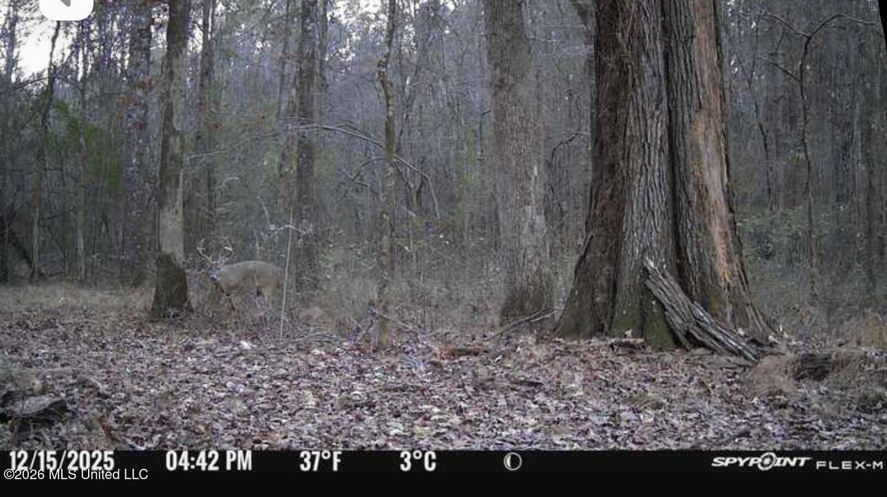 Swamp Road Property Photo 4