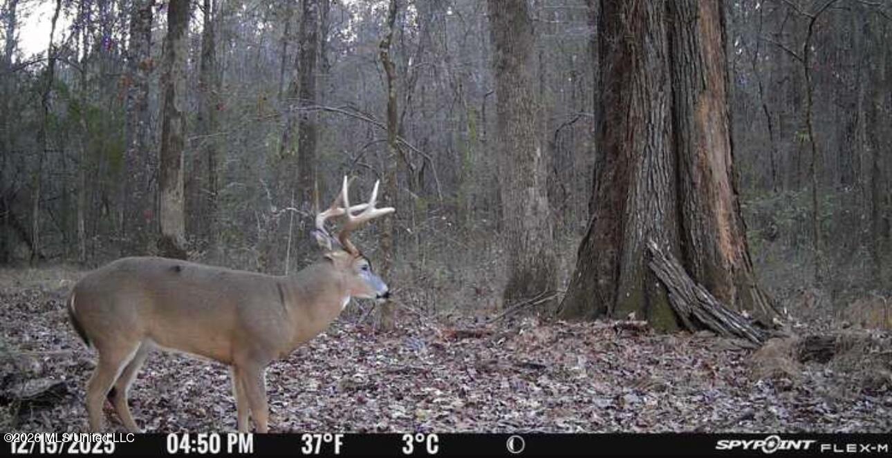 Swamp Road Property Photo 6