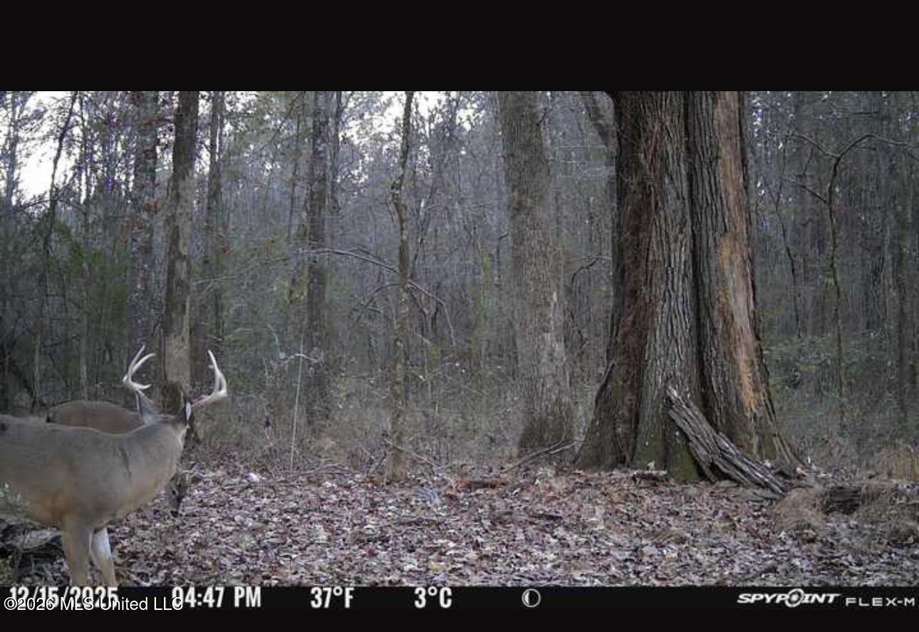 Swamp Road Property Photo 7