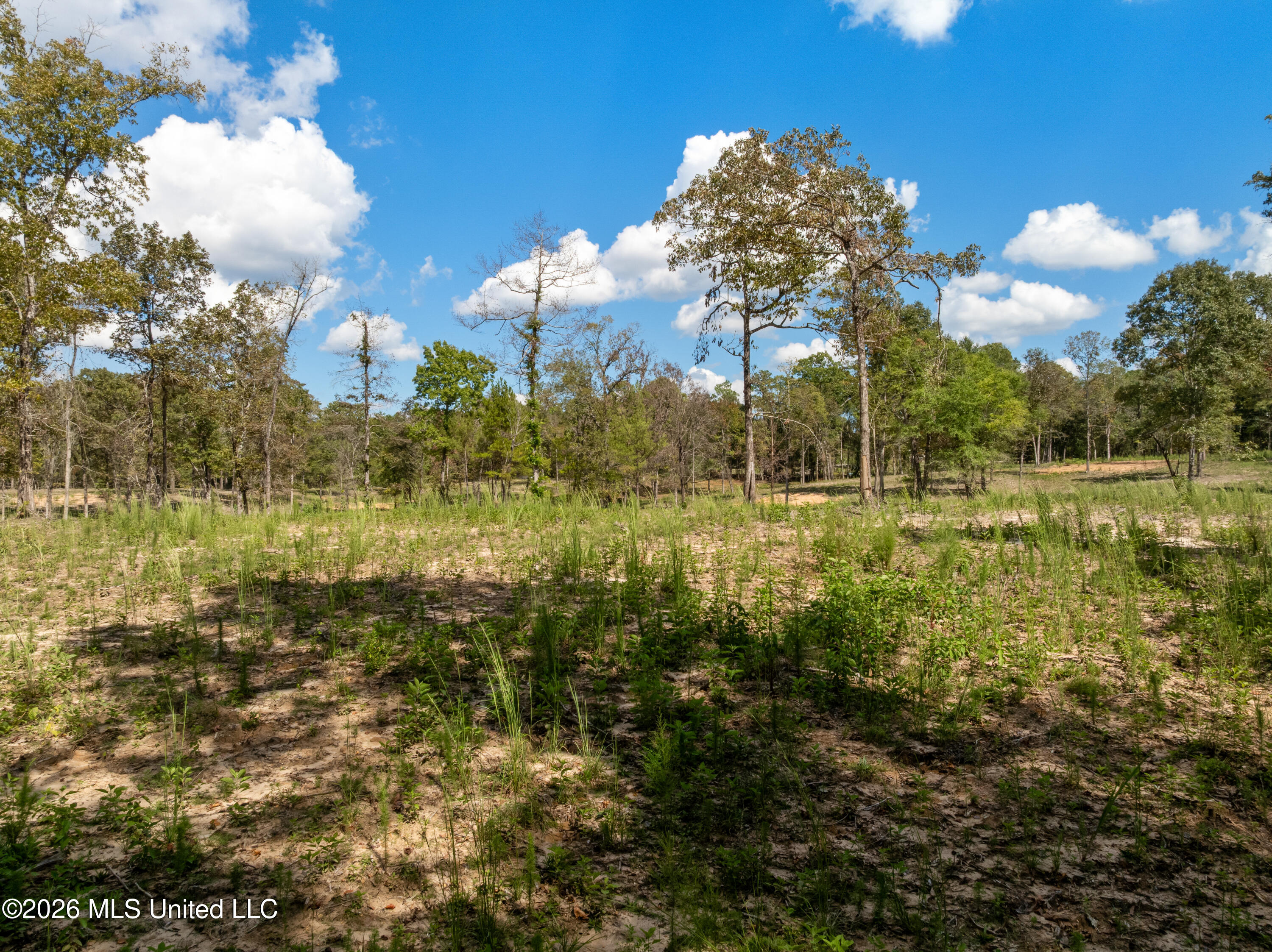 Bonhomie Road Property Photo 14