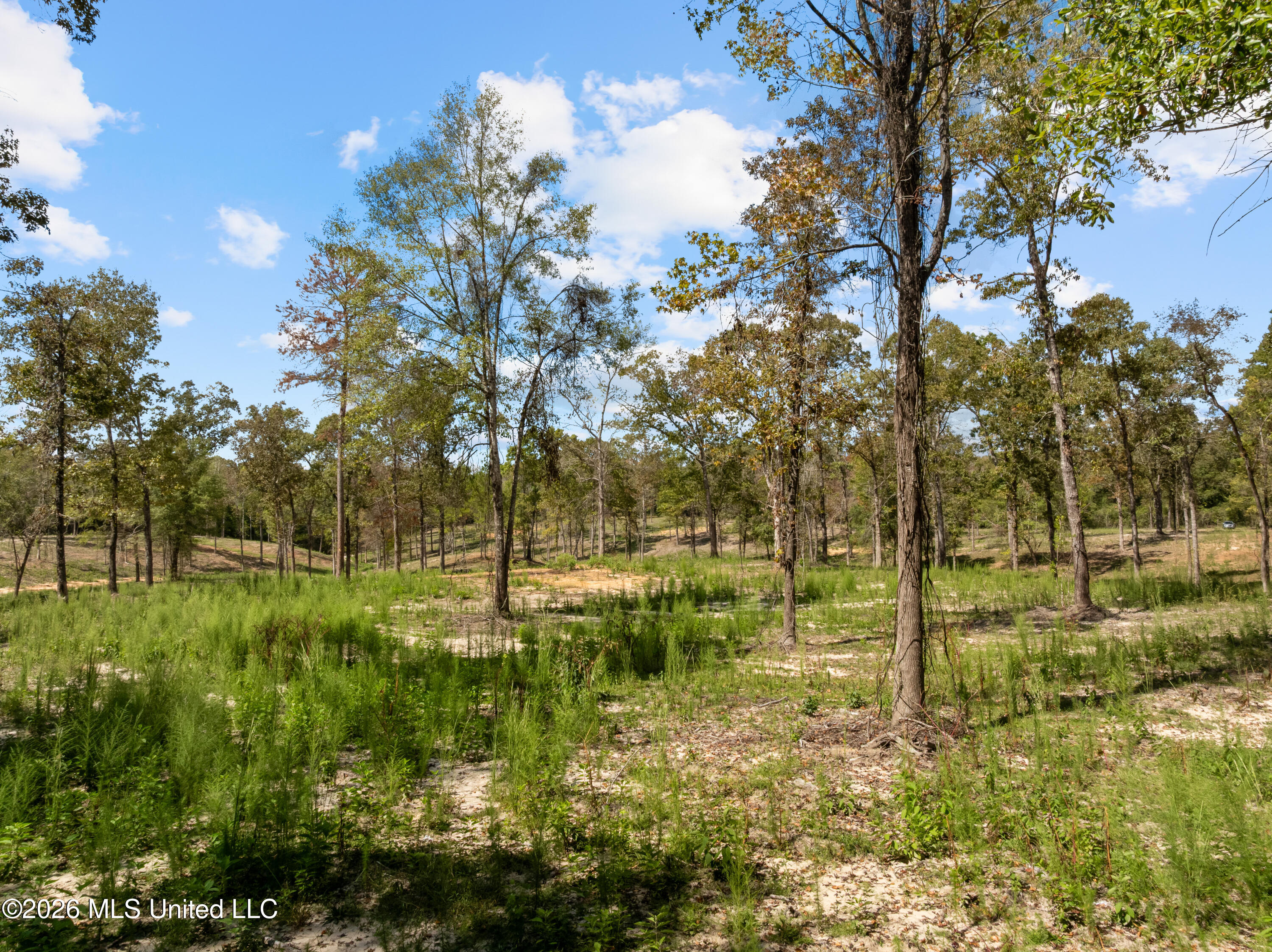 Bonhomie Road Property Photo 17