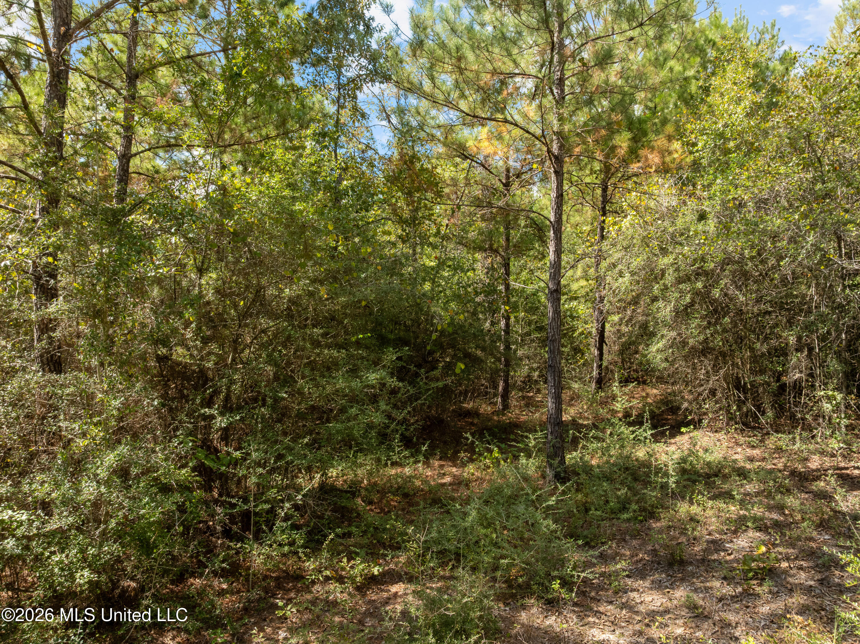Bonhomie Road Property Photo 18