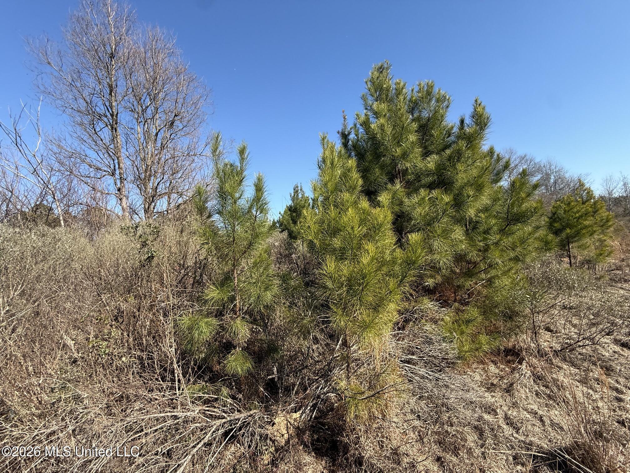 532 Mount Zion Road Property Photo 6