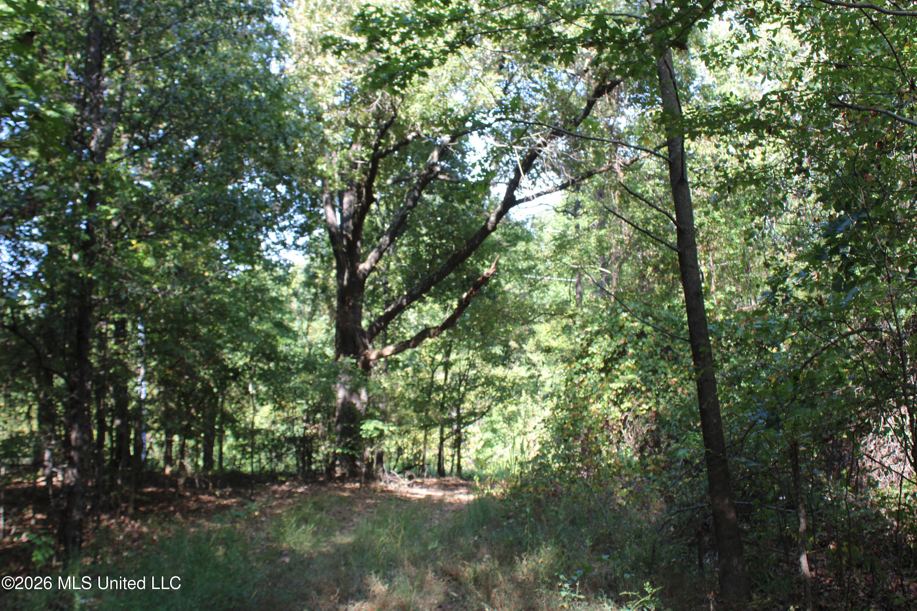 3 Horn Lake Road Property Photo 38