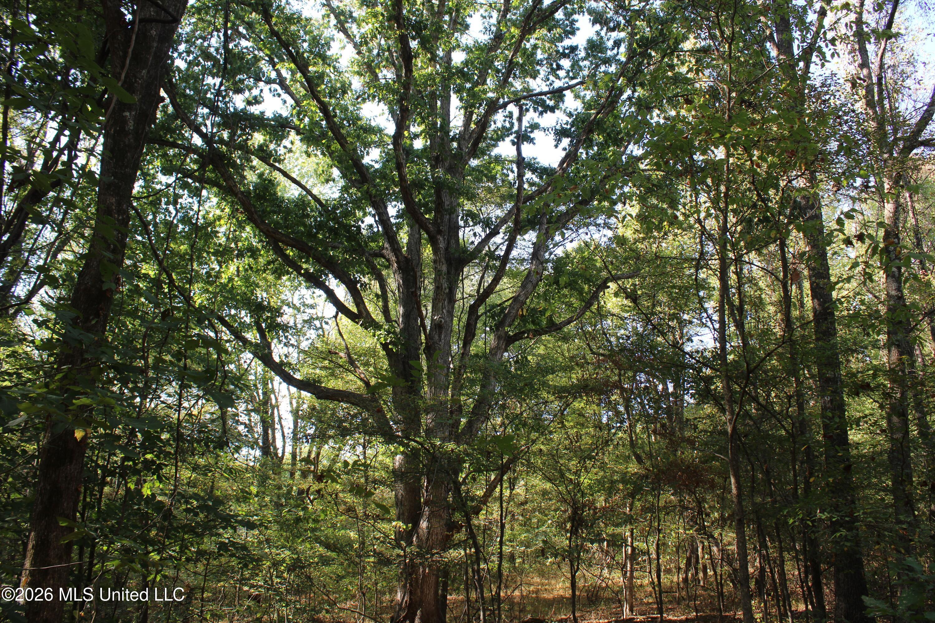 3 Horn Lake Road Property Photo 51