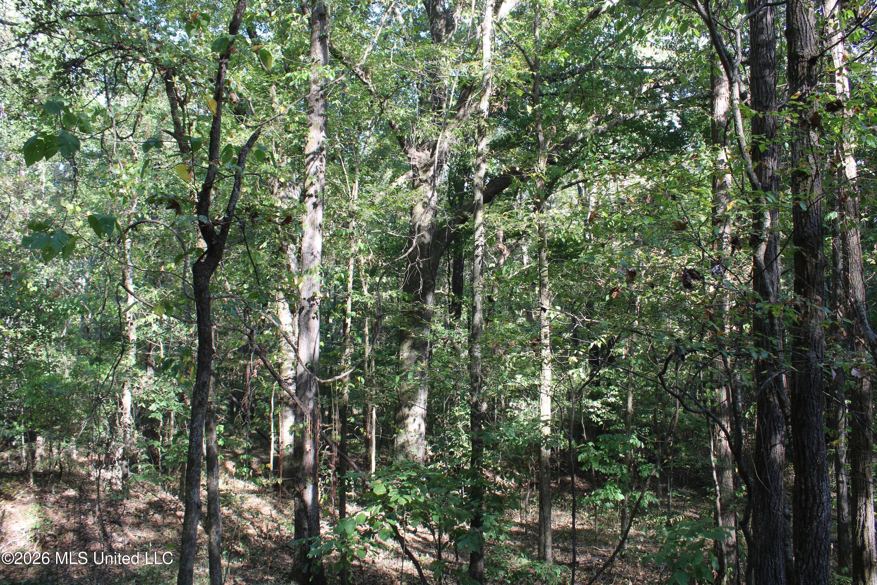 3 Horn Lake Road Property Photo 61