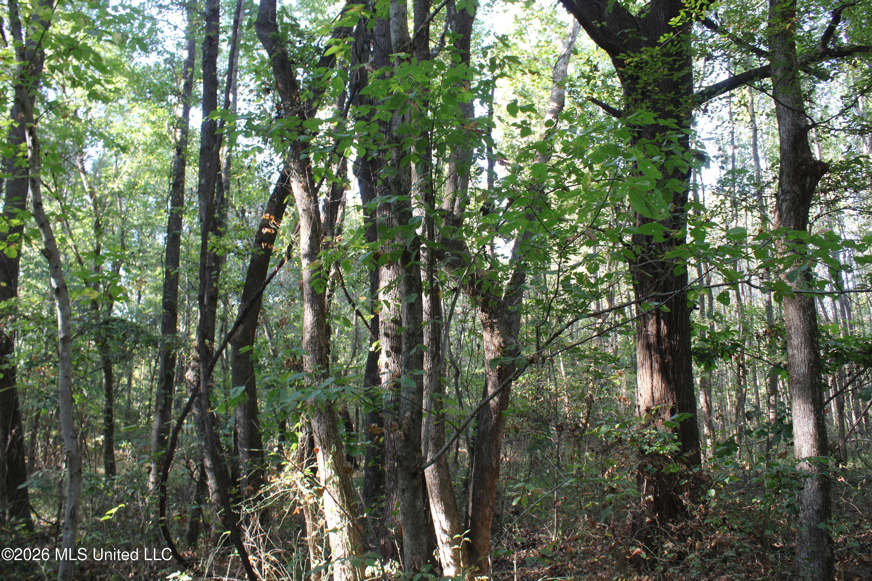 3 Horn Lake Road Property Photo 62
