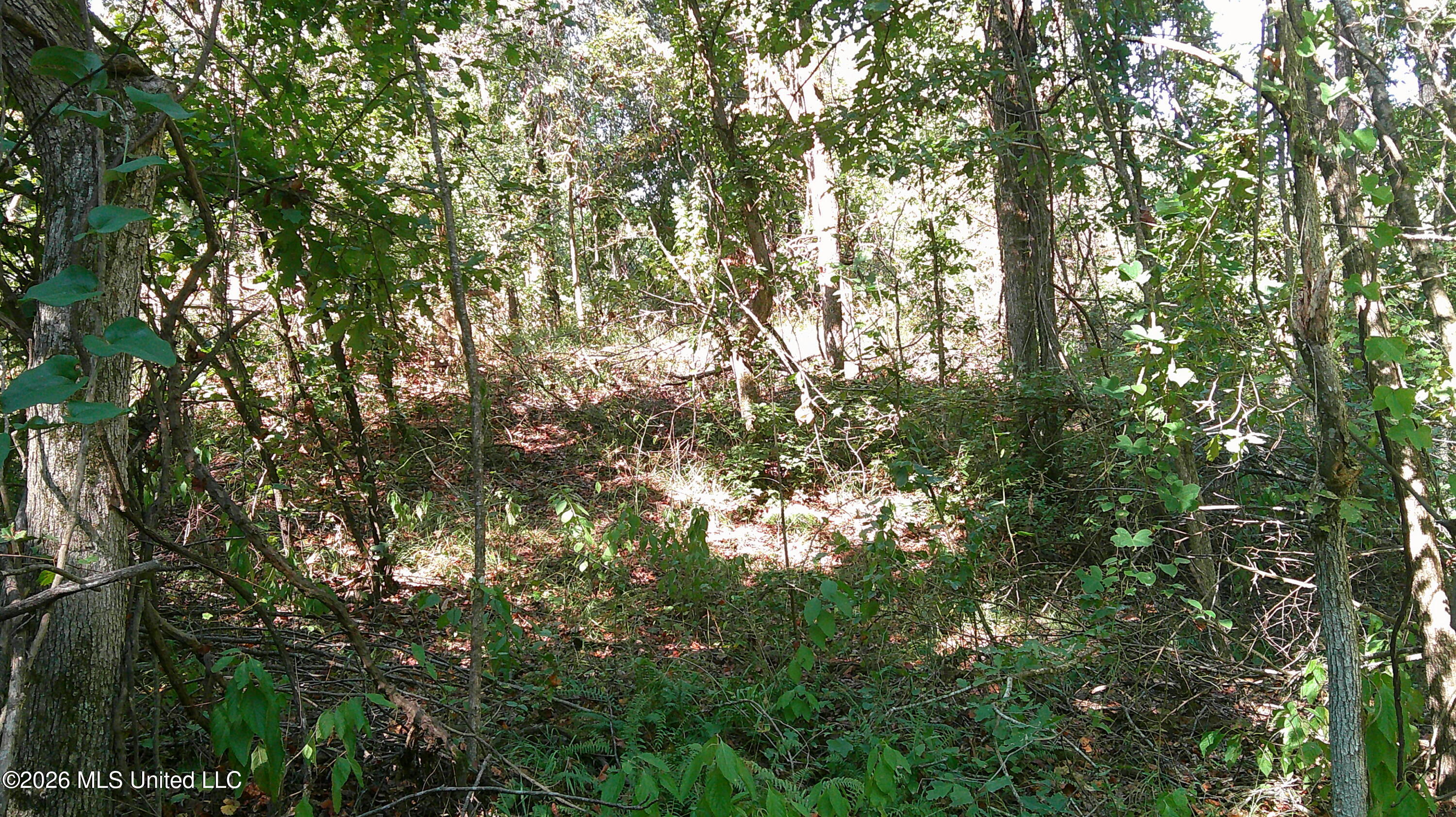 0 Joiner Road Property Photo 6