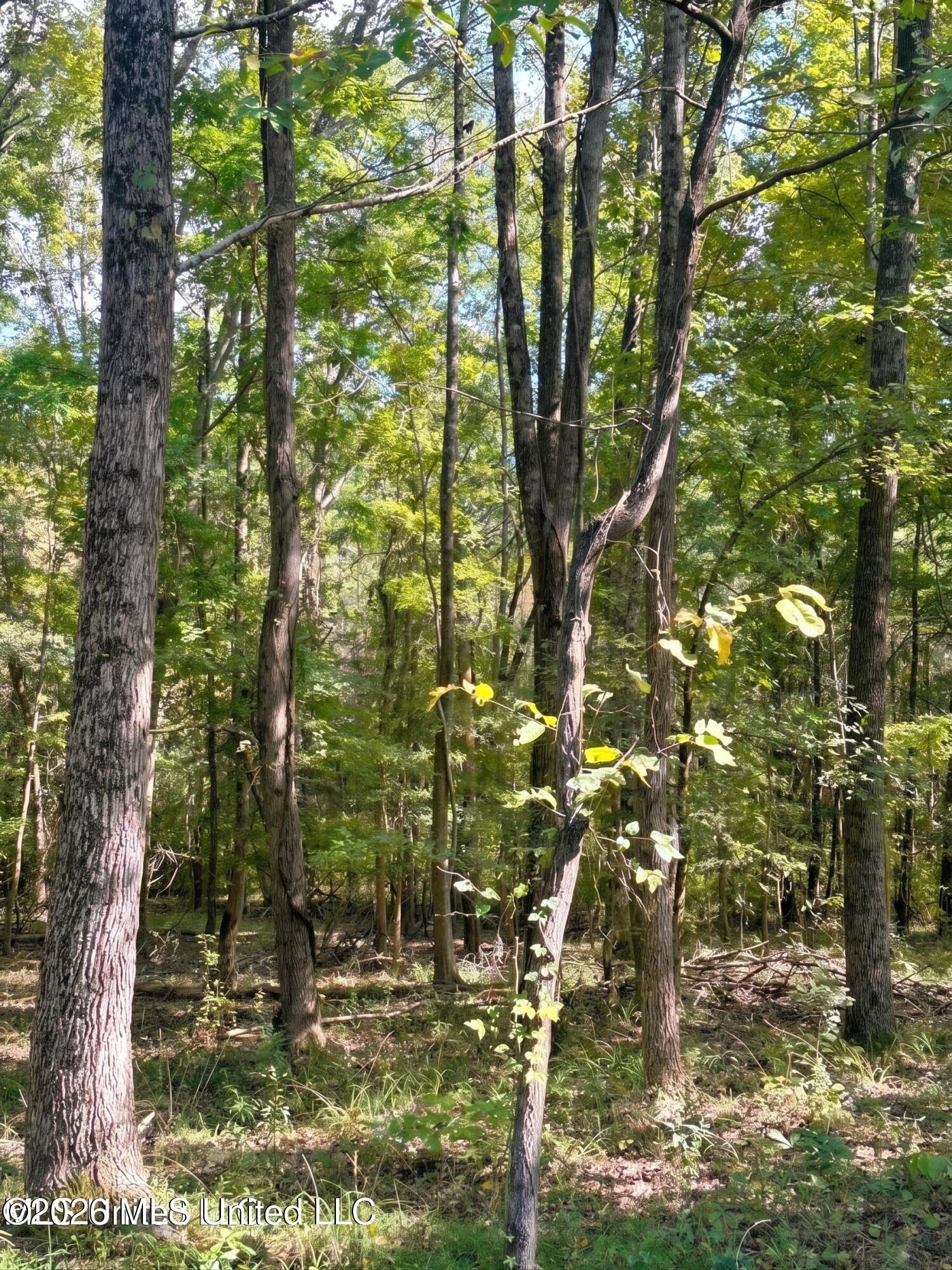 4811 Holcomb-sweethome Road Property Photo 6