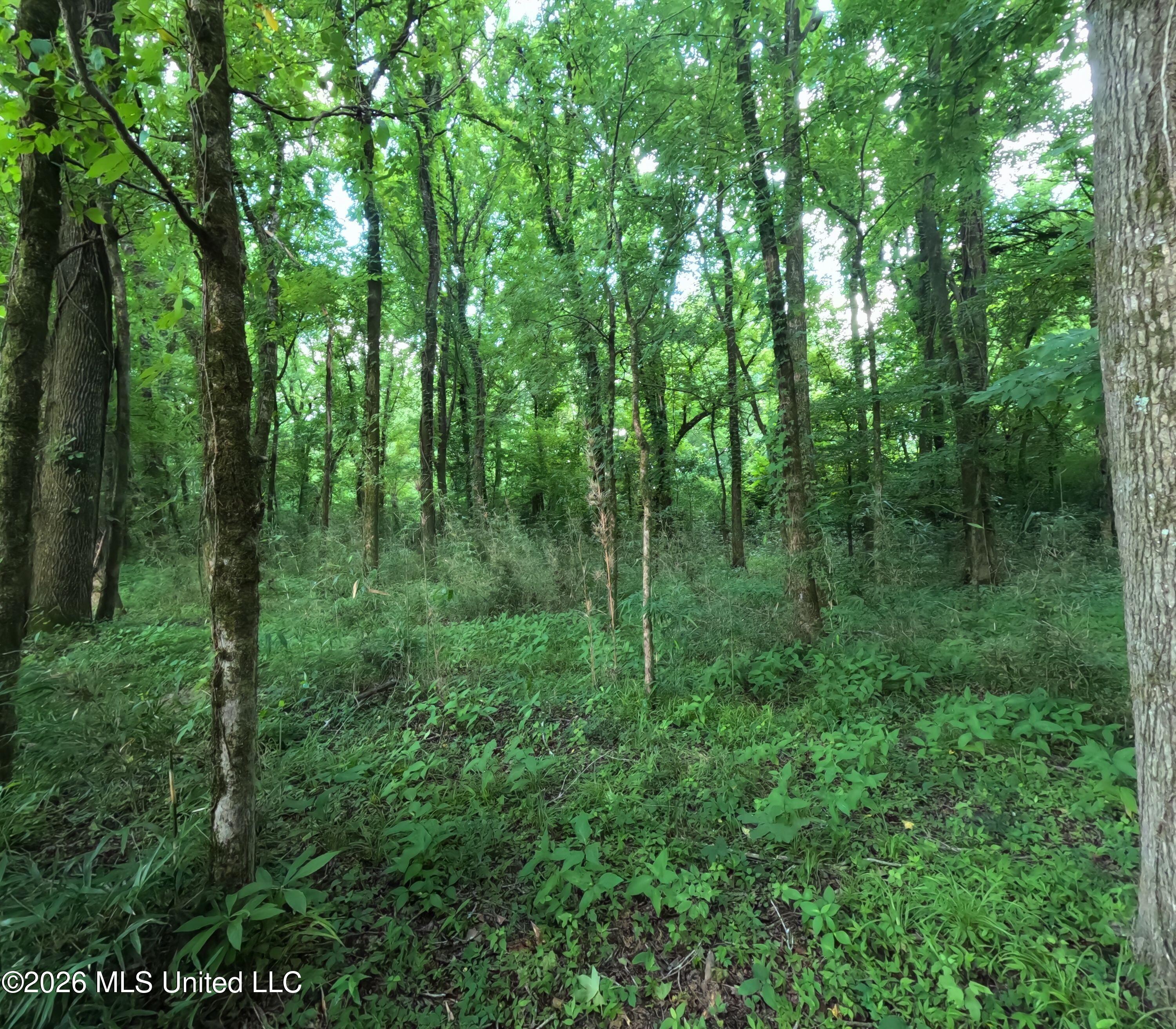 Old Port Gibson Road Property Photo 3