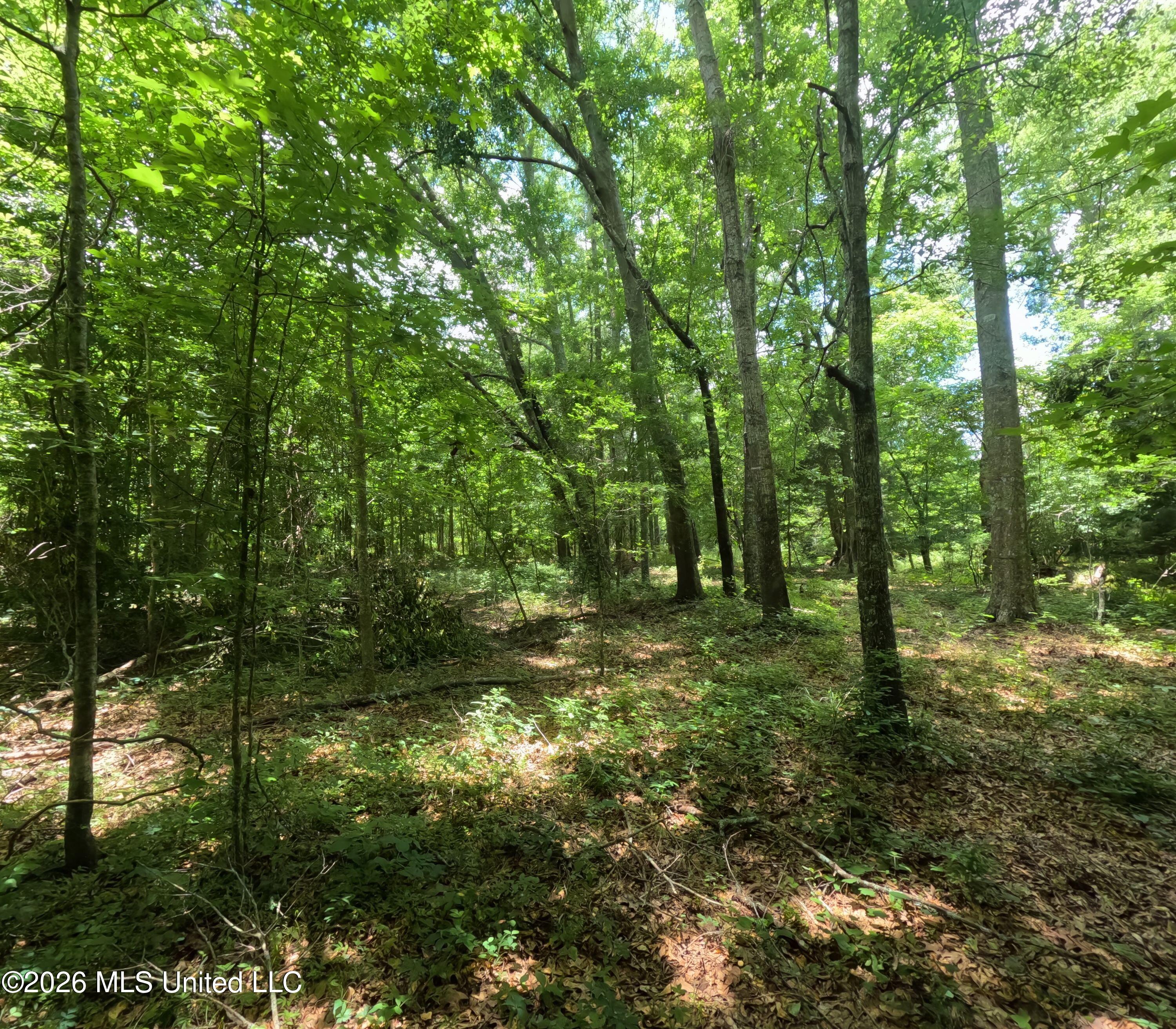 Old Port Gibson Road Property Photo 41