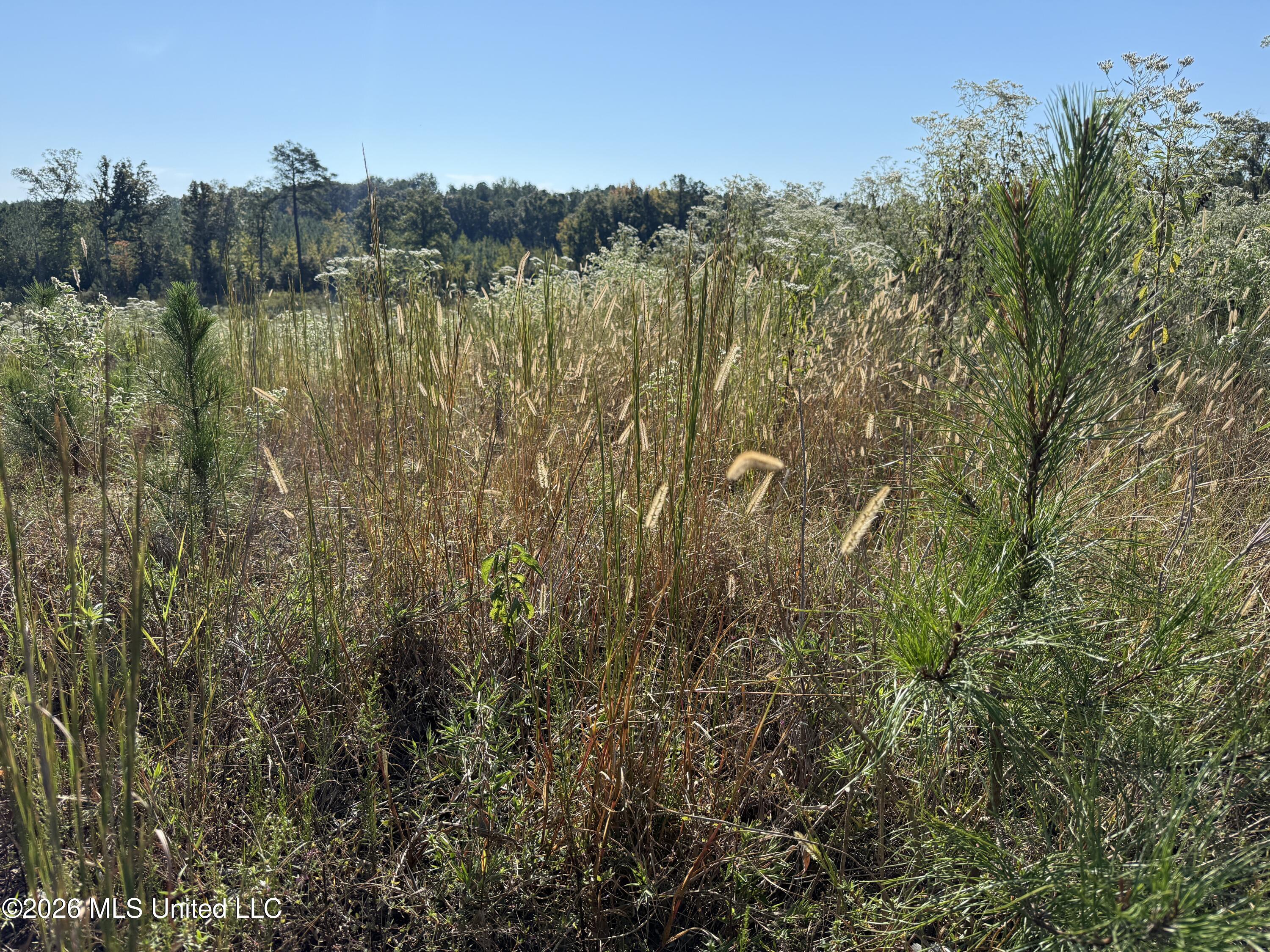 Bluff Springs Road Property Photo 24