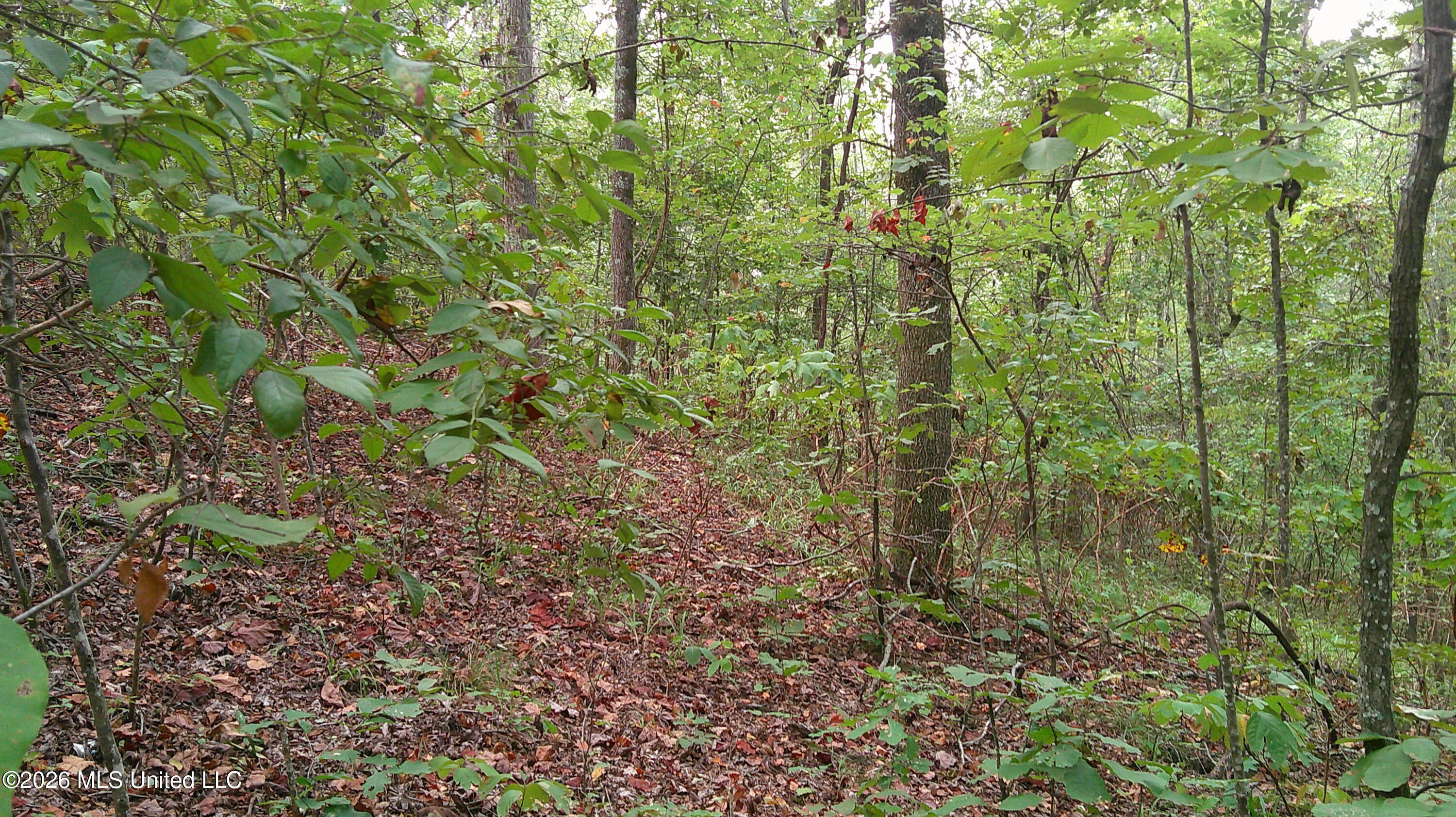 County Road 414 Property Photo 4