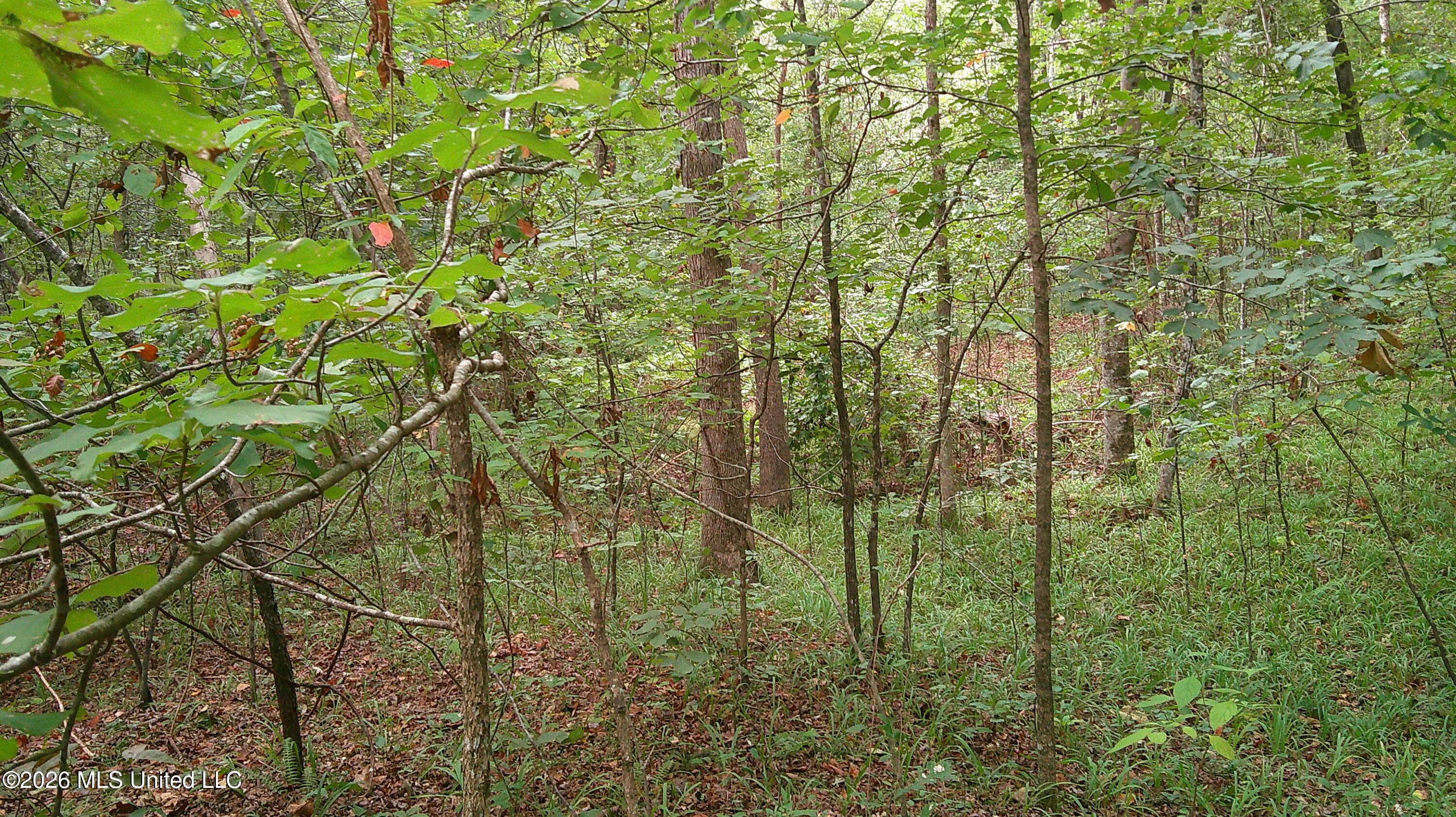 County Road 414 Property Photo 5