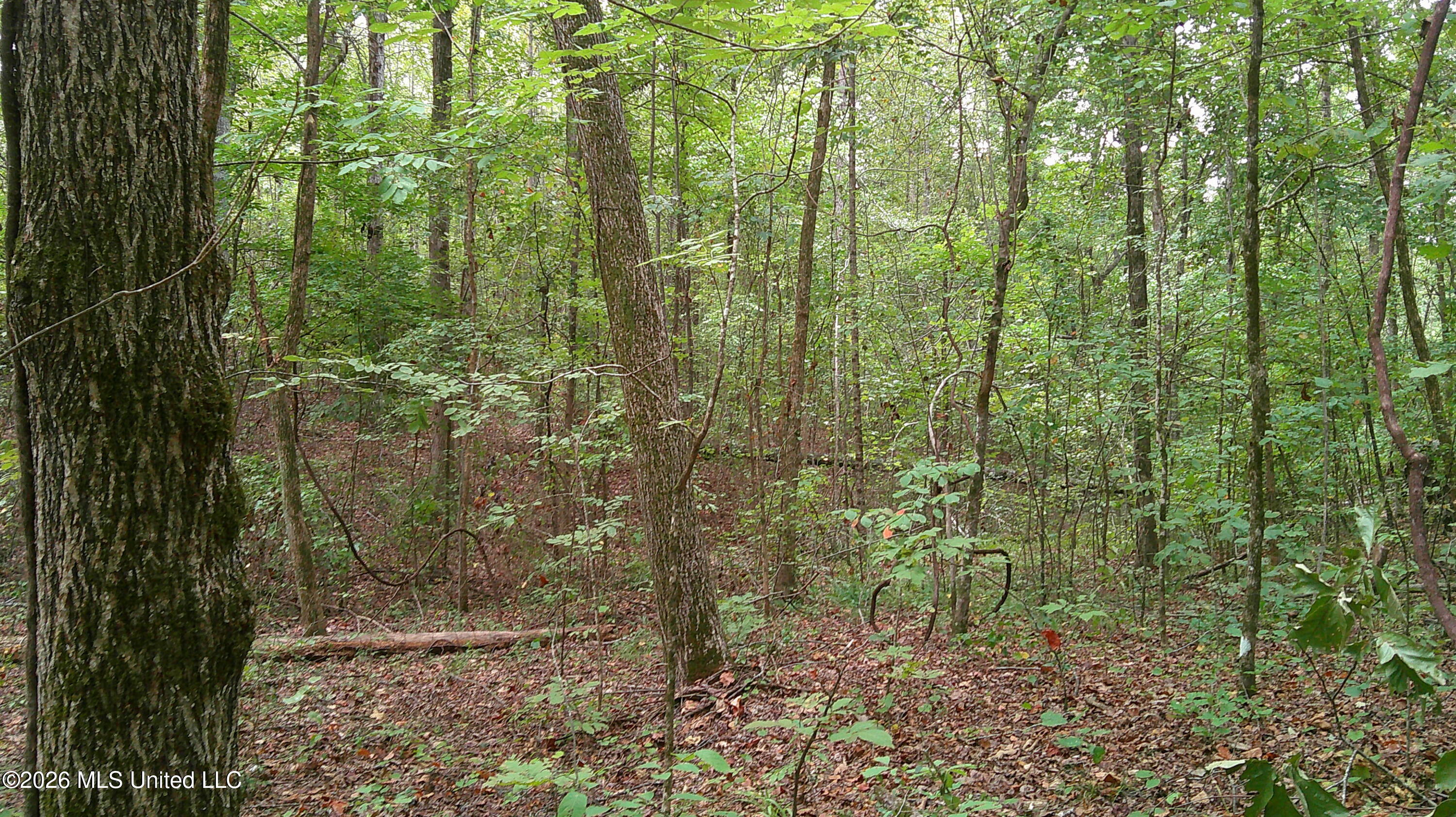 County Road 414 Property Photo 6