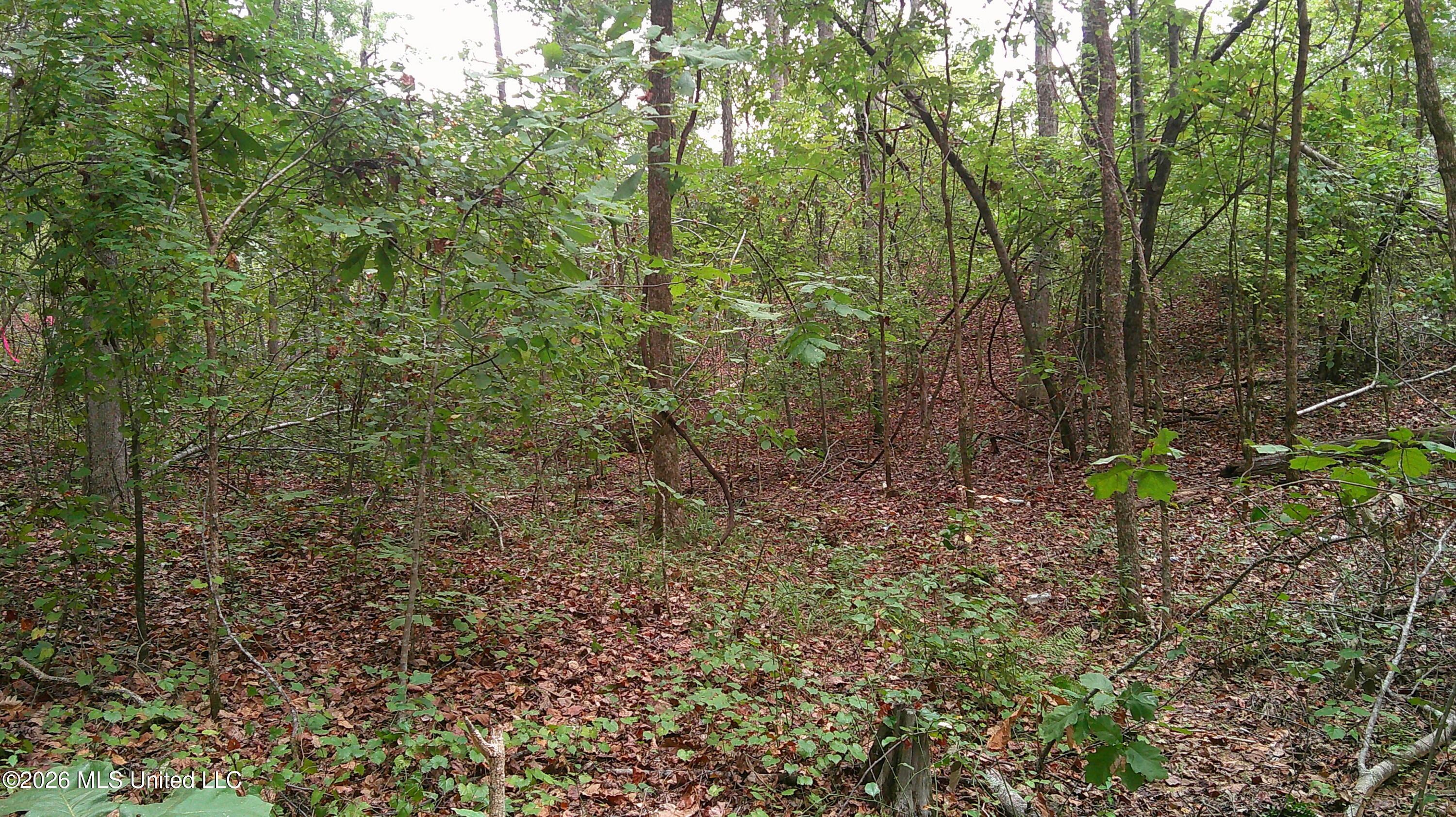County Road 414 Property Photo 7