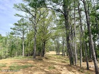 74 Highway 310 Property Photo 10