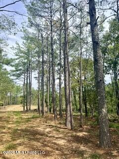 74 Highway 310 Property Photo 15