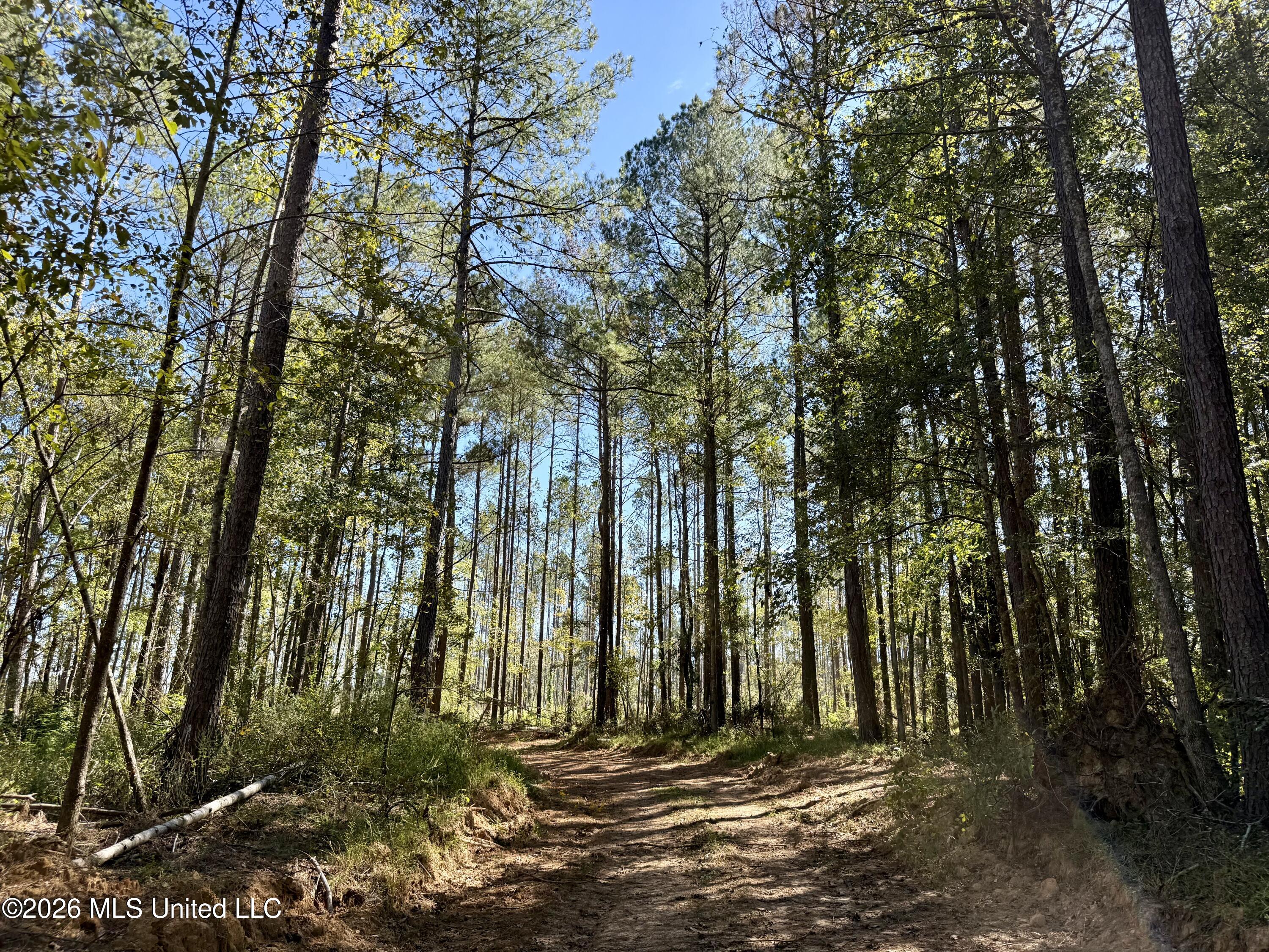 Gunnell Road Property Photo 11