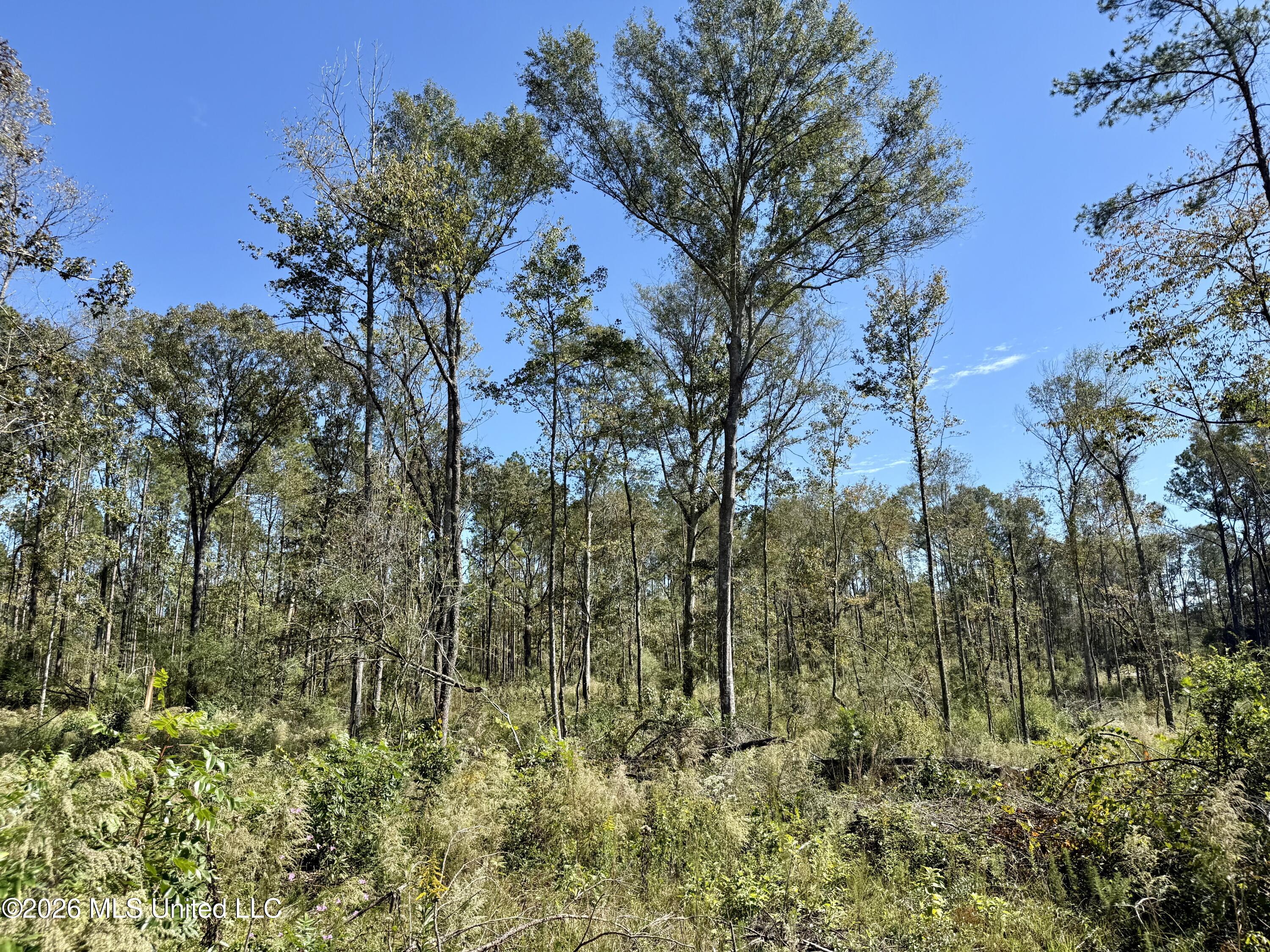 Gunnell Road Property Photo 31